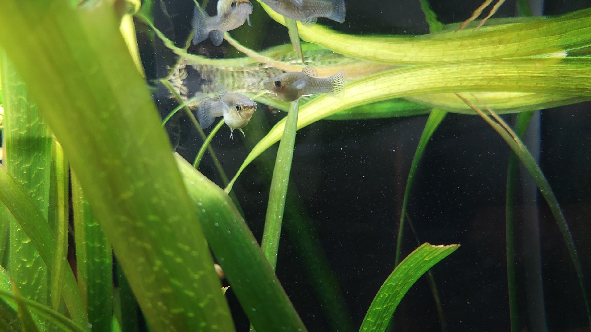 Eastern mosquitofish (Gambusia holbrooki)