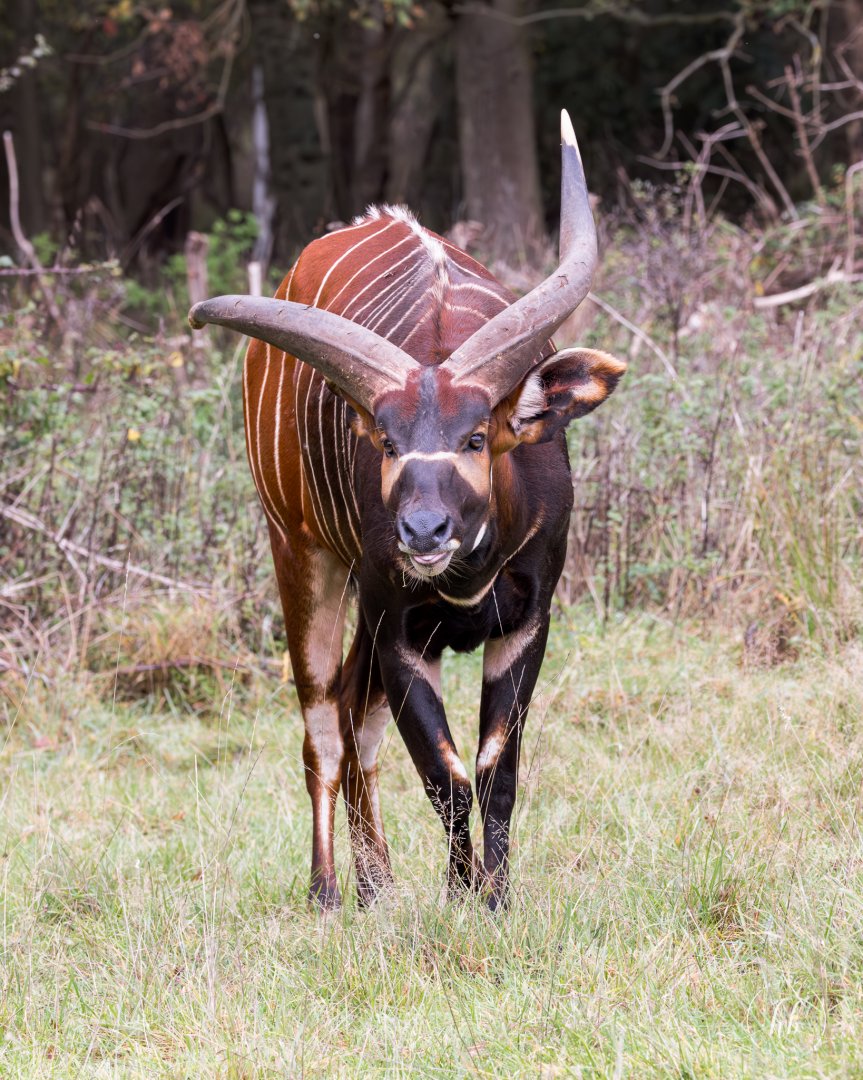 Eastern / Mountain Bongo (Arusi - male) / Watatunga / 21-10-24