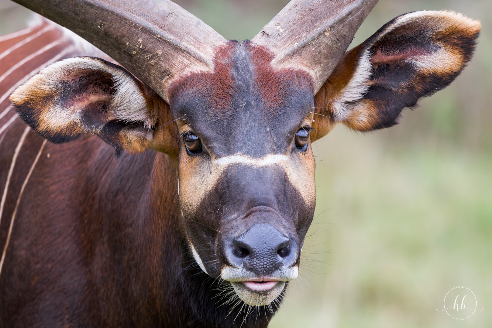 Eastern/Mountain Bongo (Arusi) / Watatunga / 21-10-24