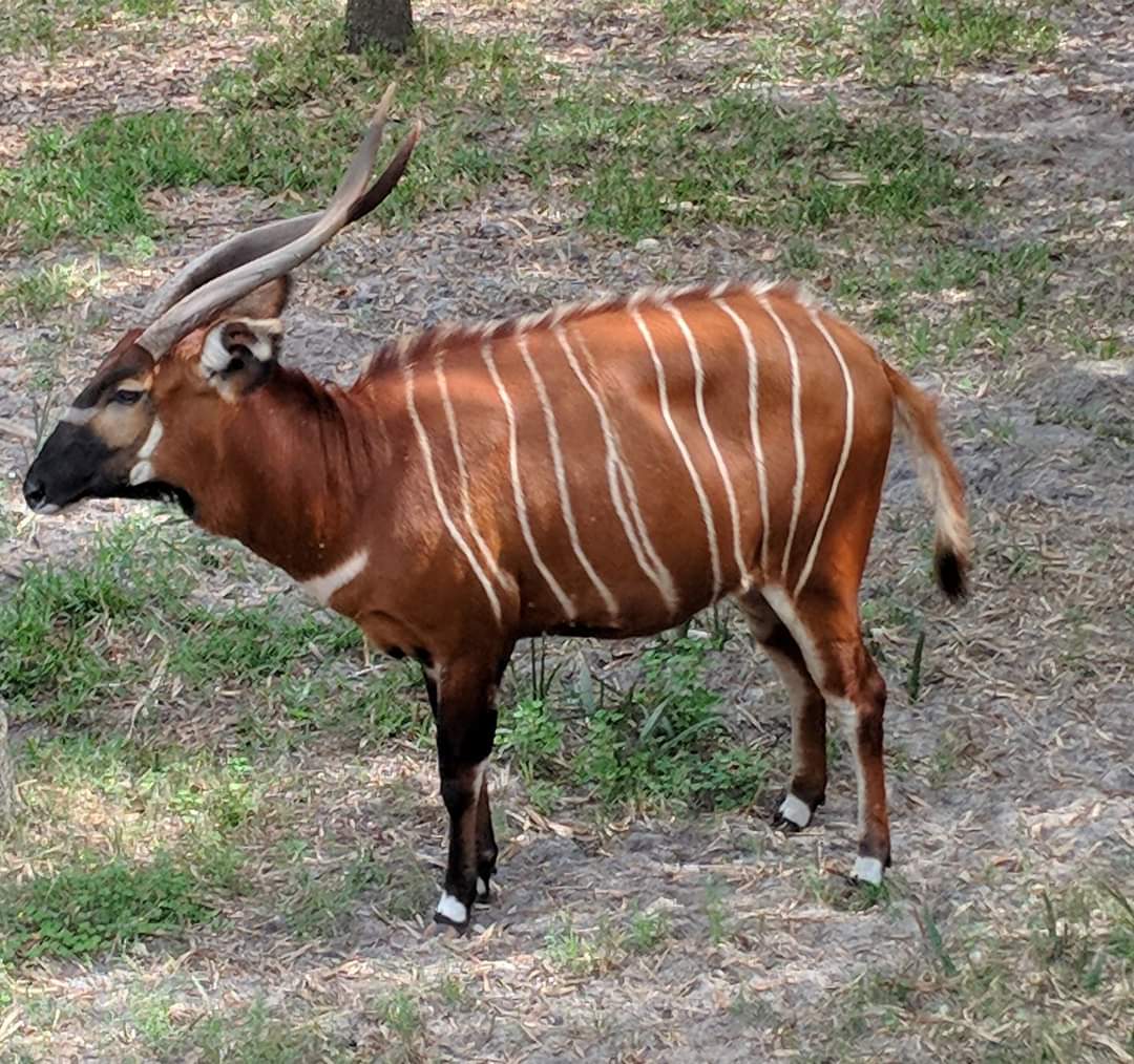 Eastern/Mountain bongo (Tragelpahus eurycerus isaaci)