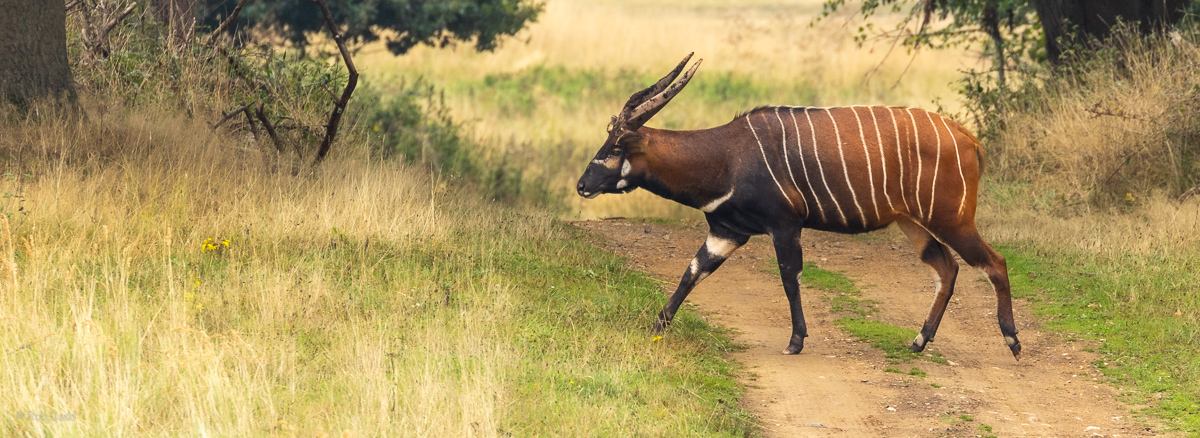 Eastern/Mountain bongo : Watatunga : 22 Sep 2024