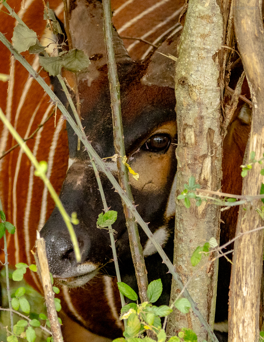 Eastern/Mountain bongo : Watatunga : 22 Sep 2024