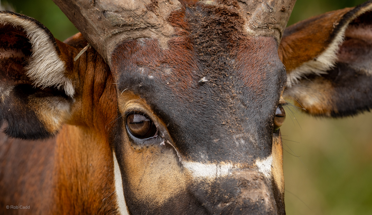 Eastern/Mountain bongo : Watatunga : 22 Sep 2024