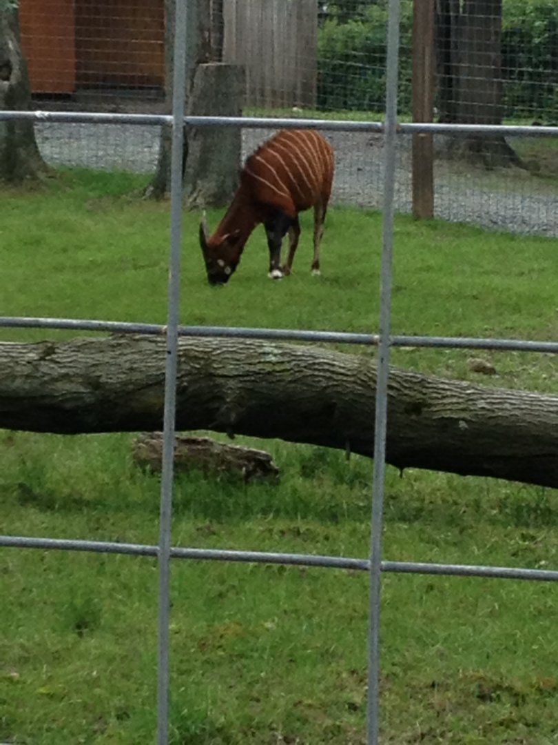 Eastern Mountain Bongo