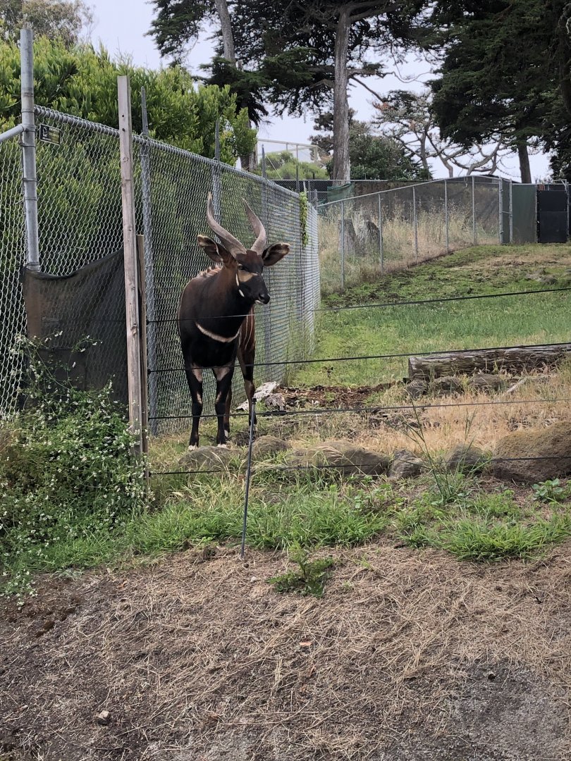 Eastern Mountain Bongo