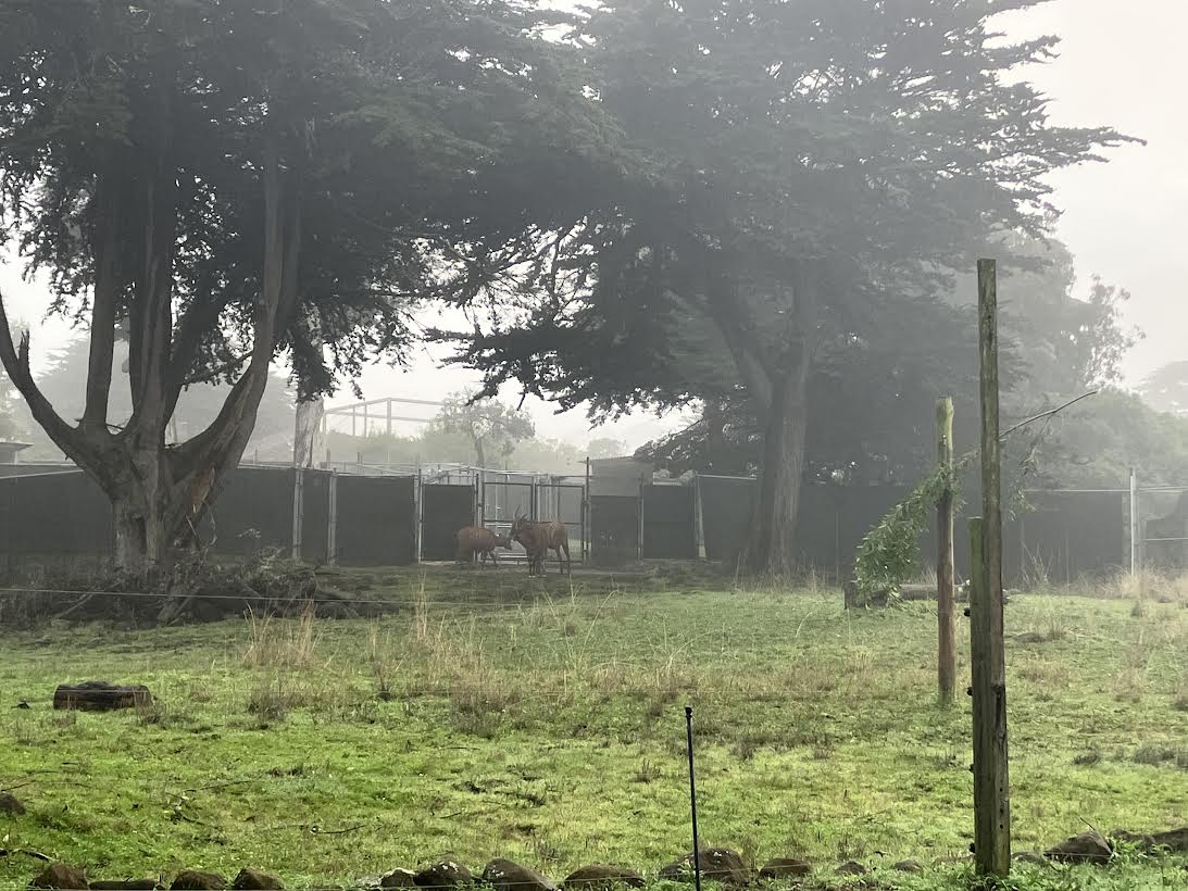 Eastern Mountain Bongo