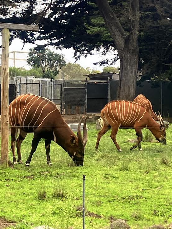 Eastern mountain Bongo