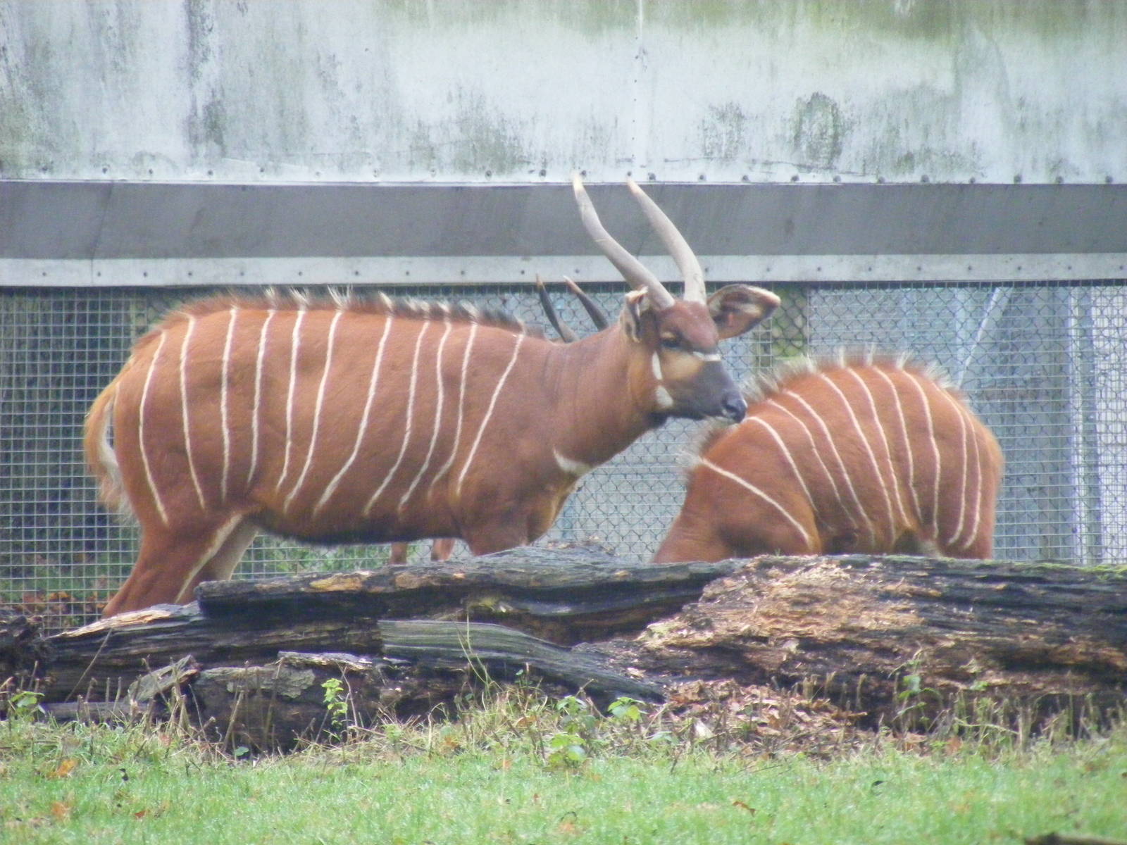 Eastern mountain bongoes at Woburn Safari Park, 14 November 2010