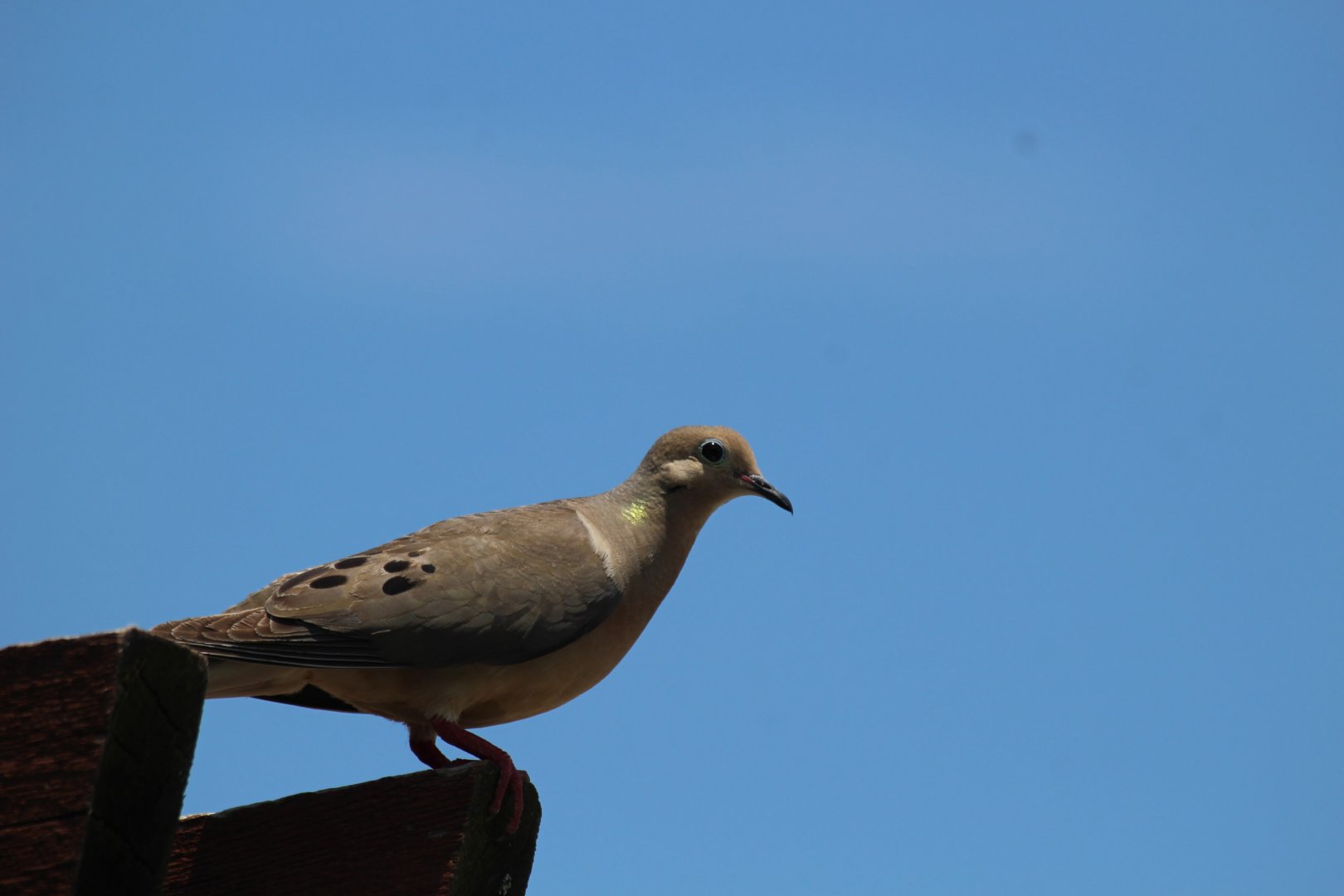 Eastern Mourning Dove