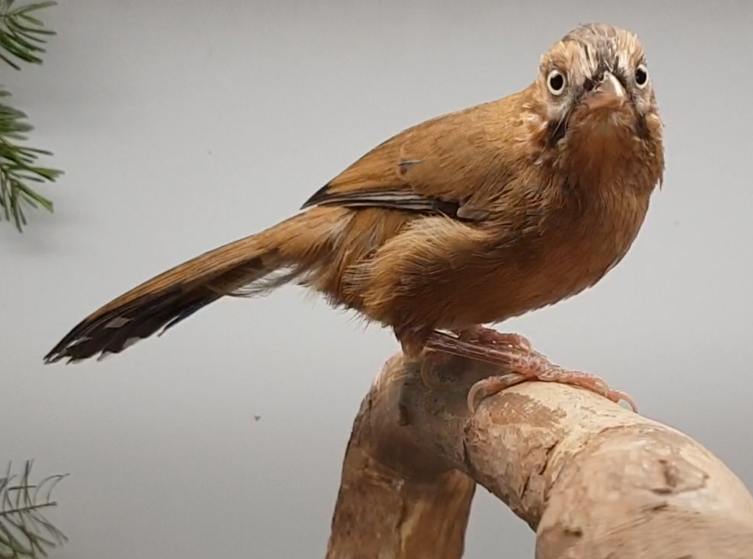 Eastern moustached laughing-thrush