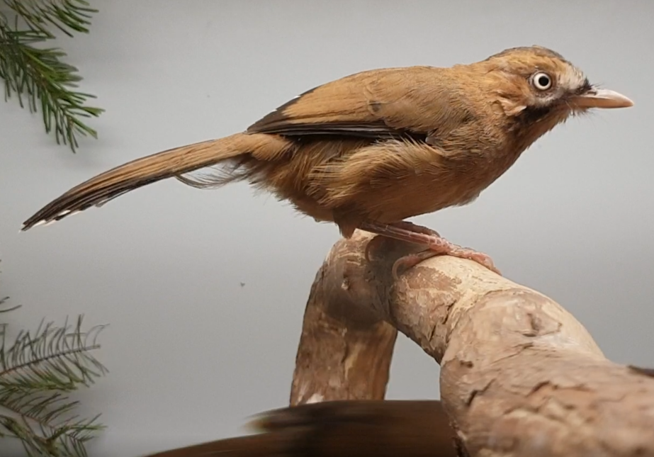 Eastern moustached laughing-thrush