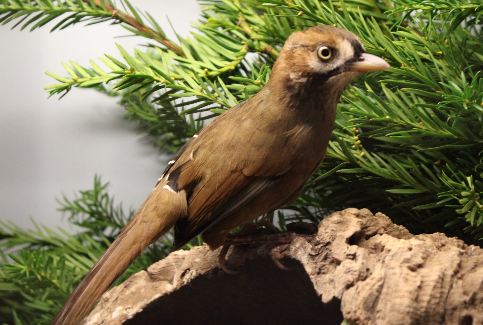 Eastern moustached laughing-thrush