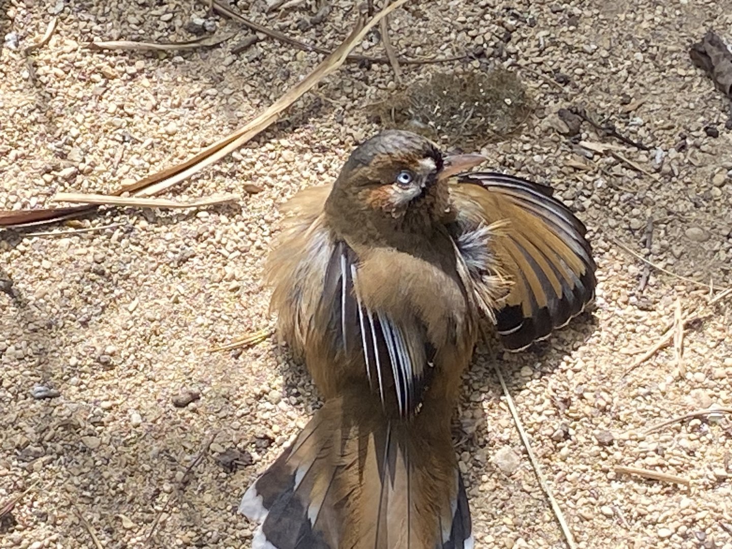 Eastern moustached laughingthrush 310525