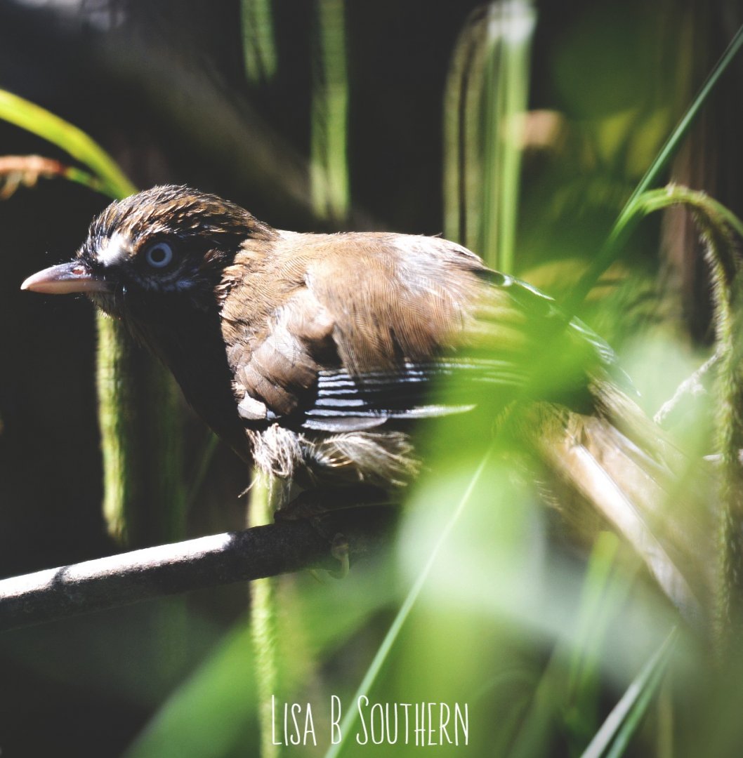 Eastern Moustached laughingthrush