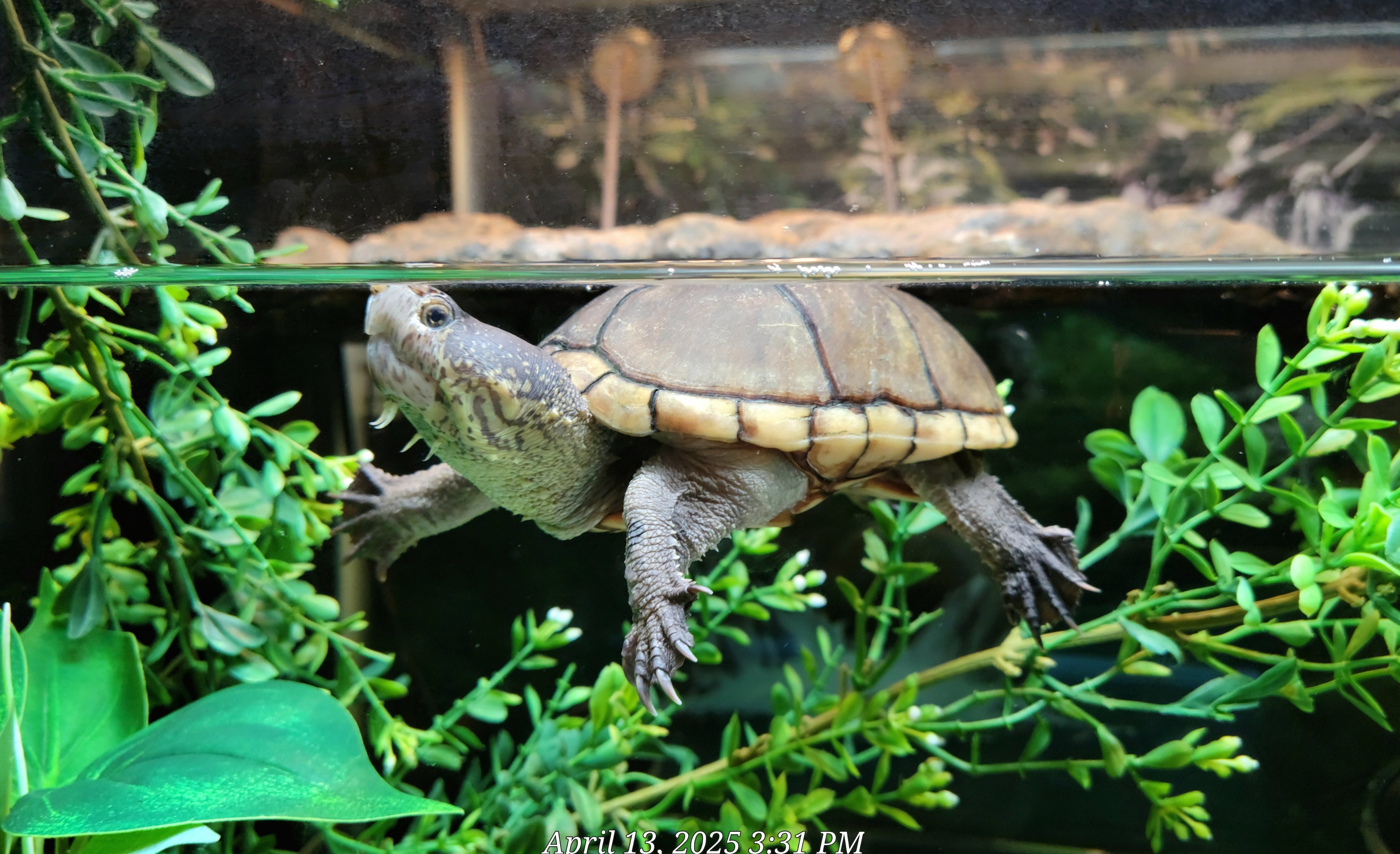 Eastern Mud Turtle-April 2025