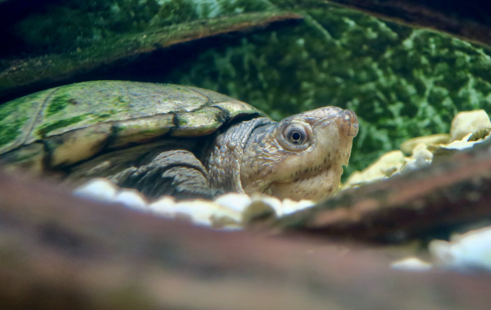 Eastern Mud Turtle (Kinosternon subrubrum subrubrum) - Cold Spring Harbor Fish Hatchery & Aquarium