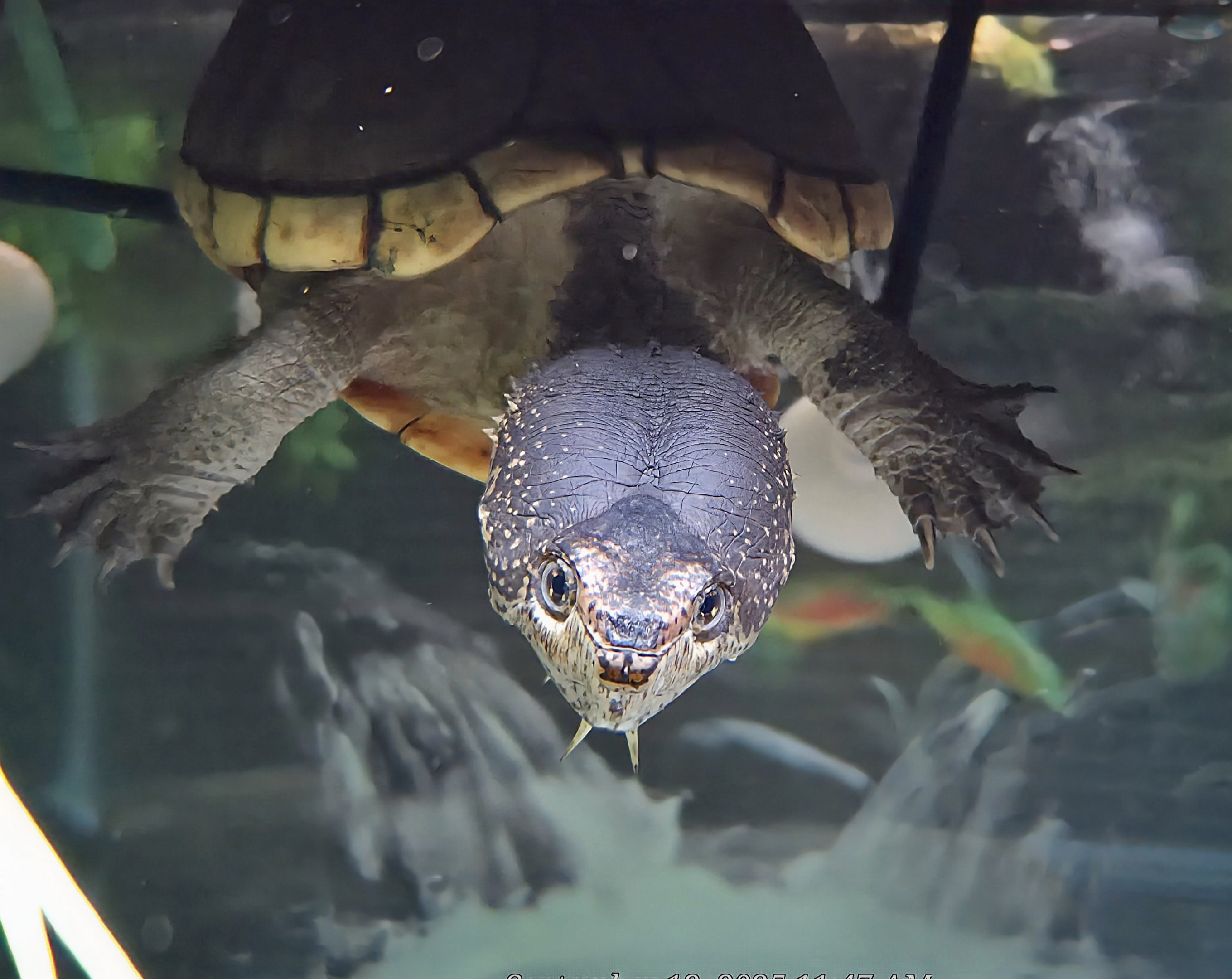 Eastern Mud Turtle - Western North Carolina Nature Center