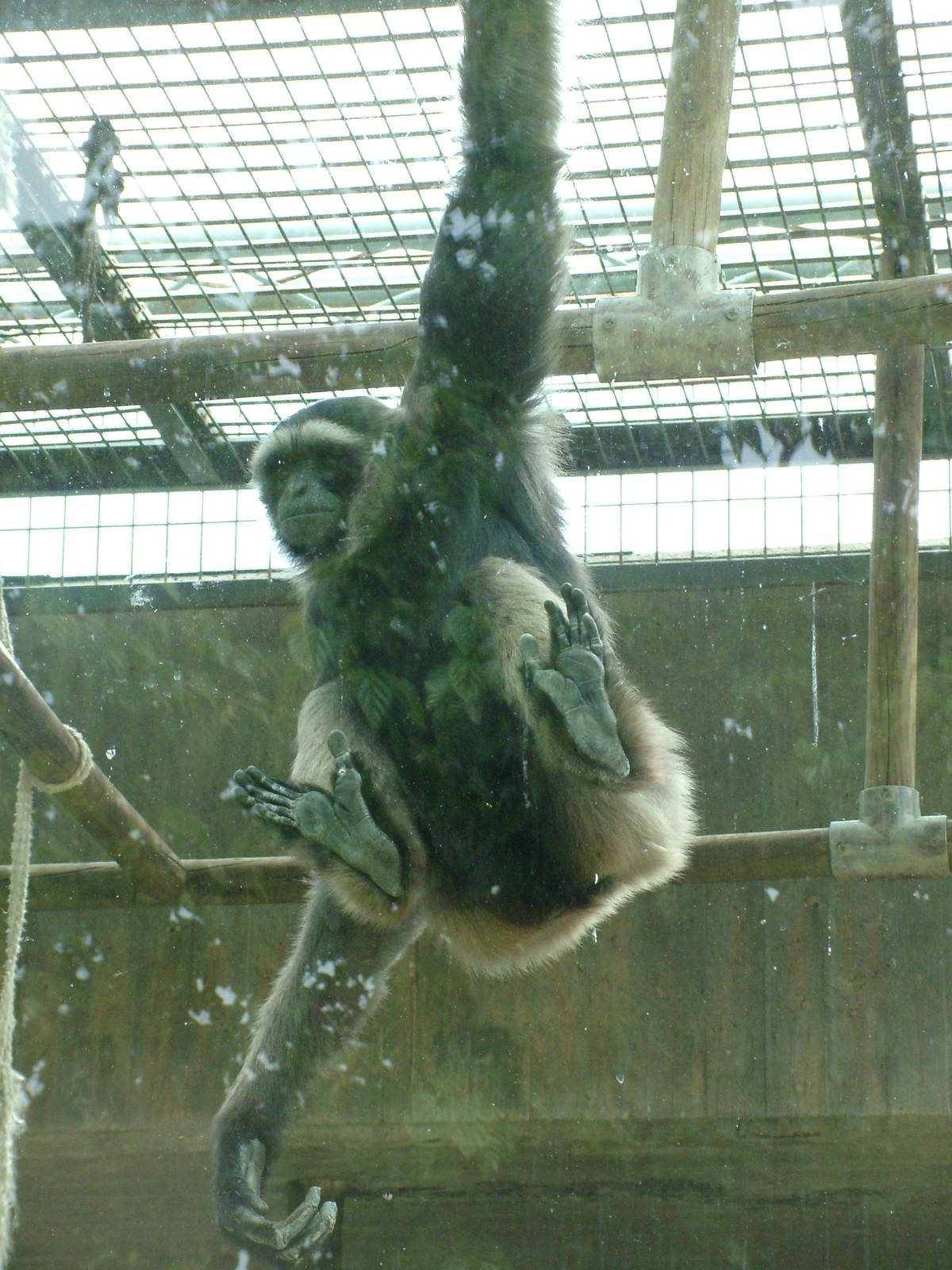 Eastern Mueller's Gibbon at Madrid Zoo Aquarium, 26/05/11
