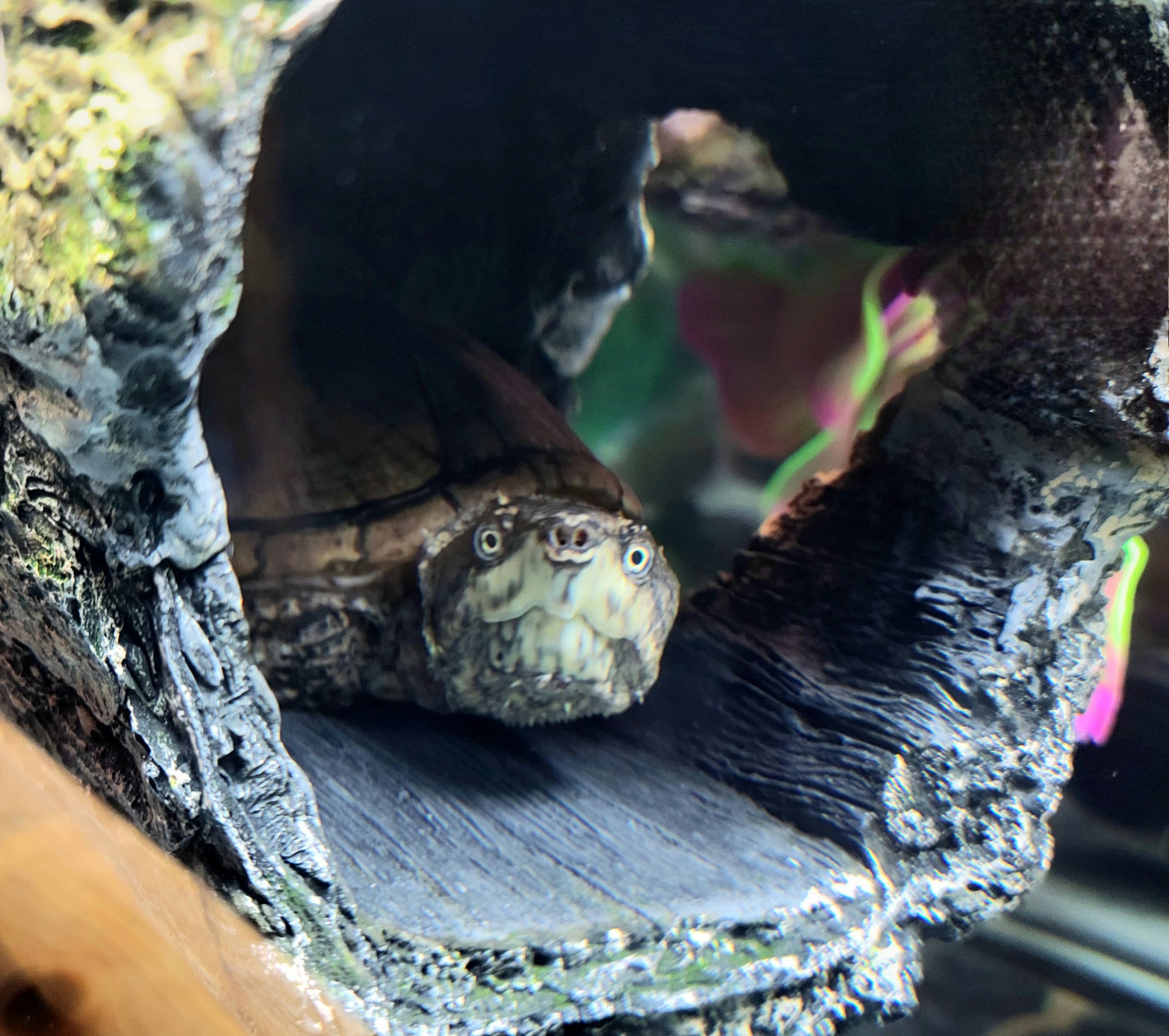 Eastern Musk Turtle-April 2025