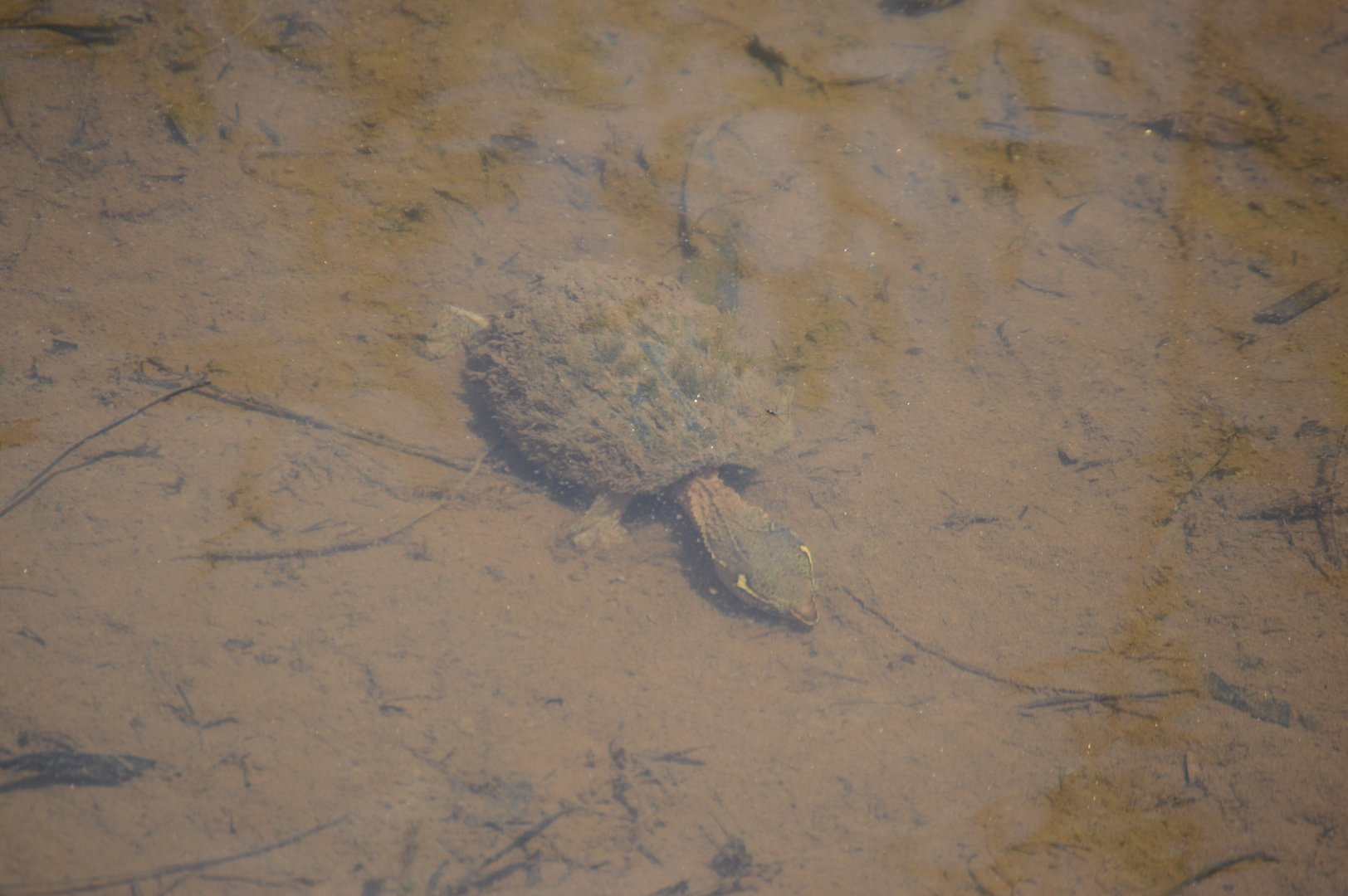 Eastern Musk Turtle (Sternotherus odoratus)