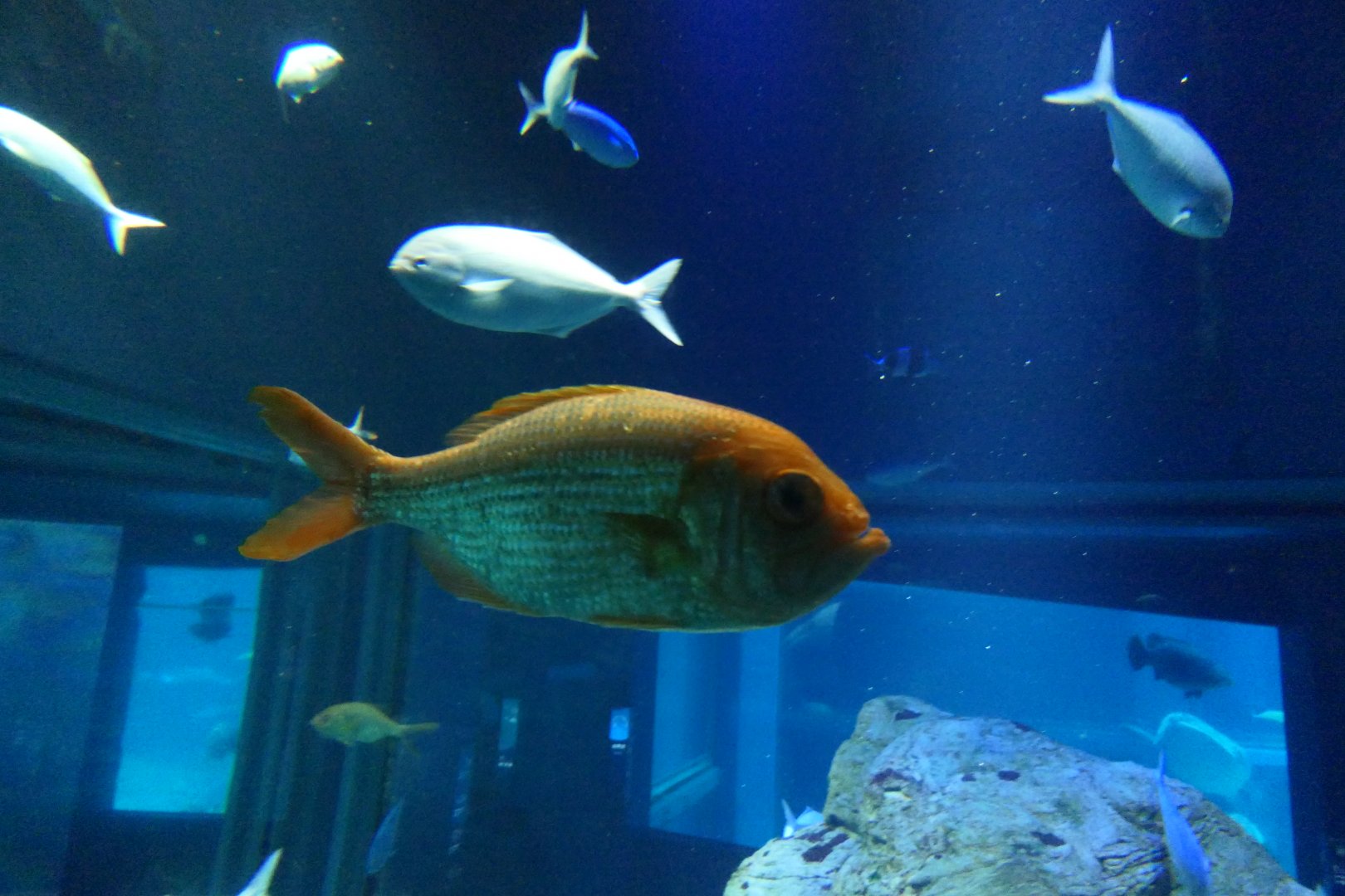 Eastern Nannygai (Centroberys affinis)