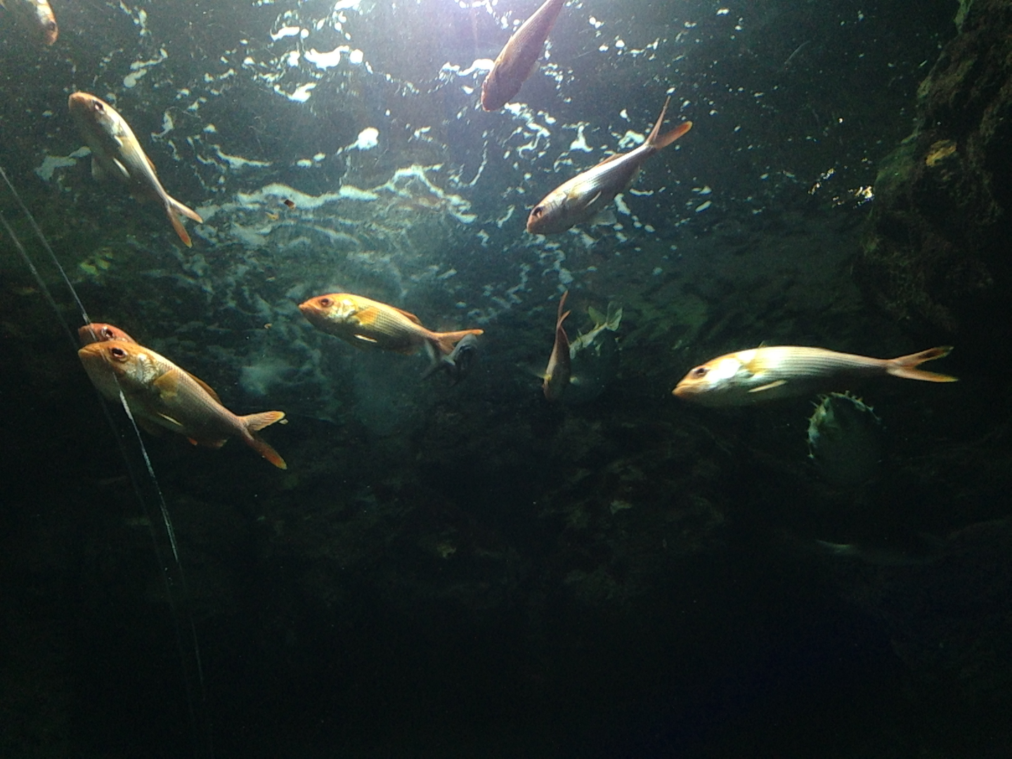 Eastern Nannygai - Kelly Tarlton's 2015