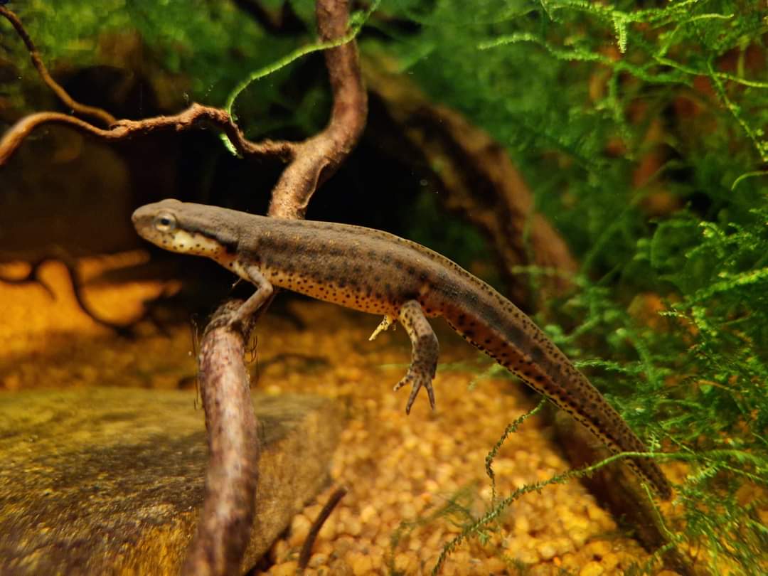 Eastern Newt