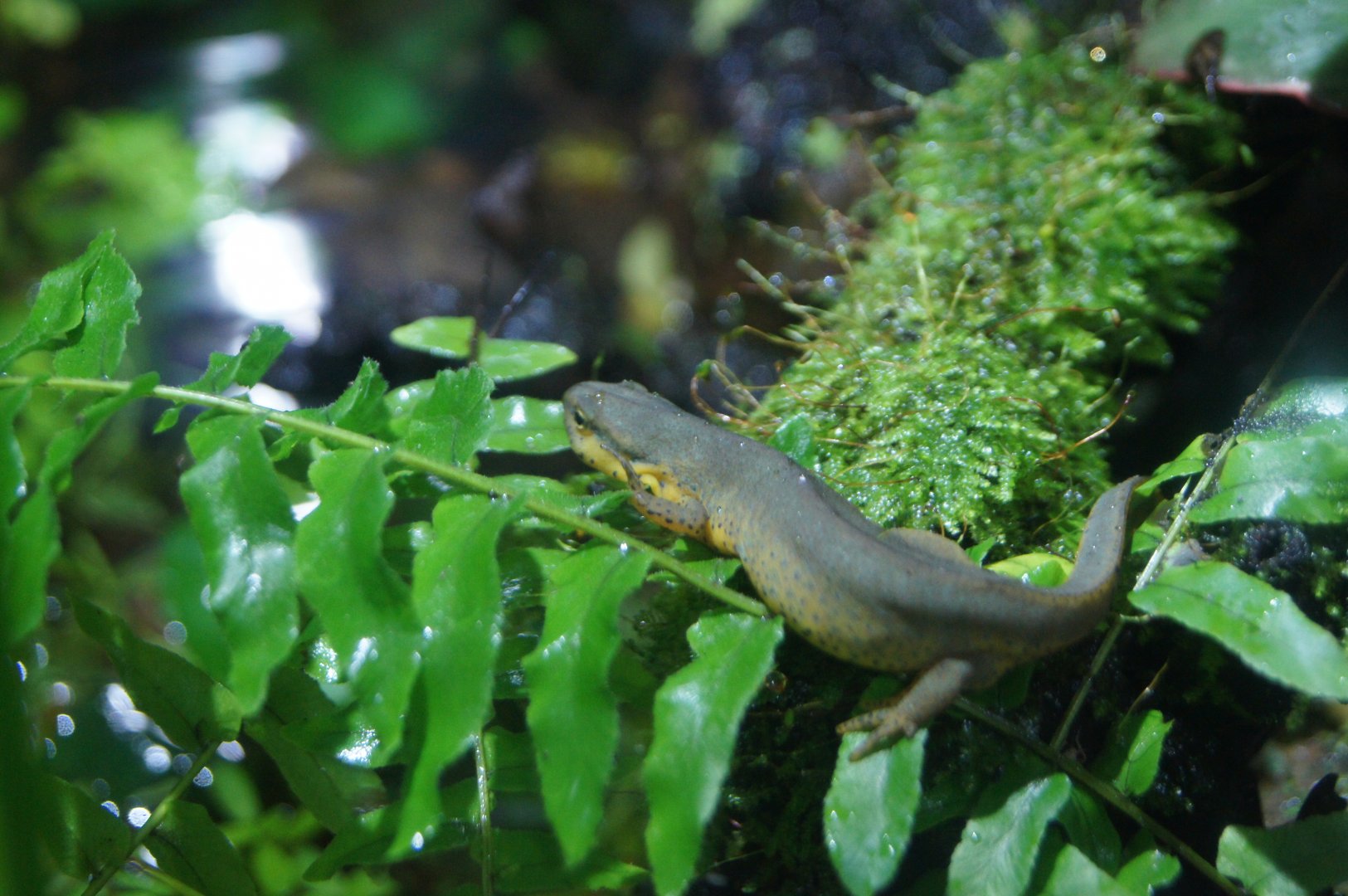 Eastern Newt