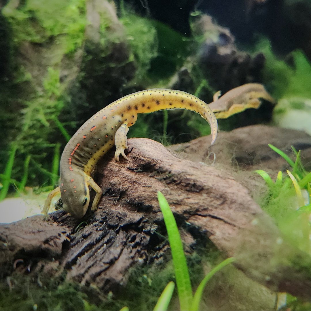Eastern Newts (Notophthalmus viridescens)