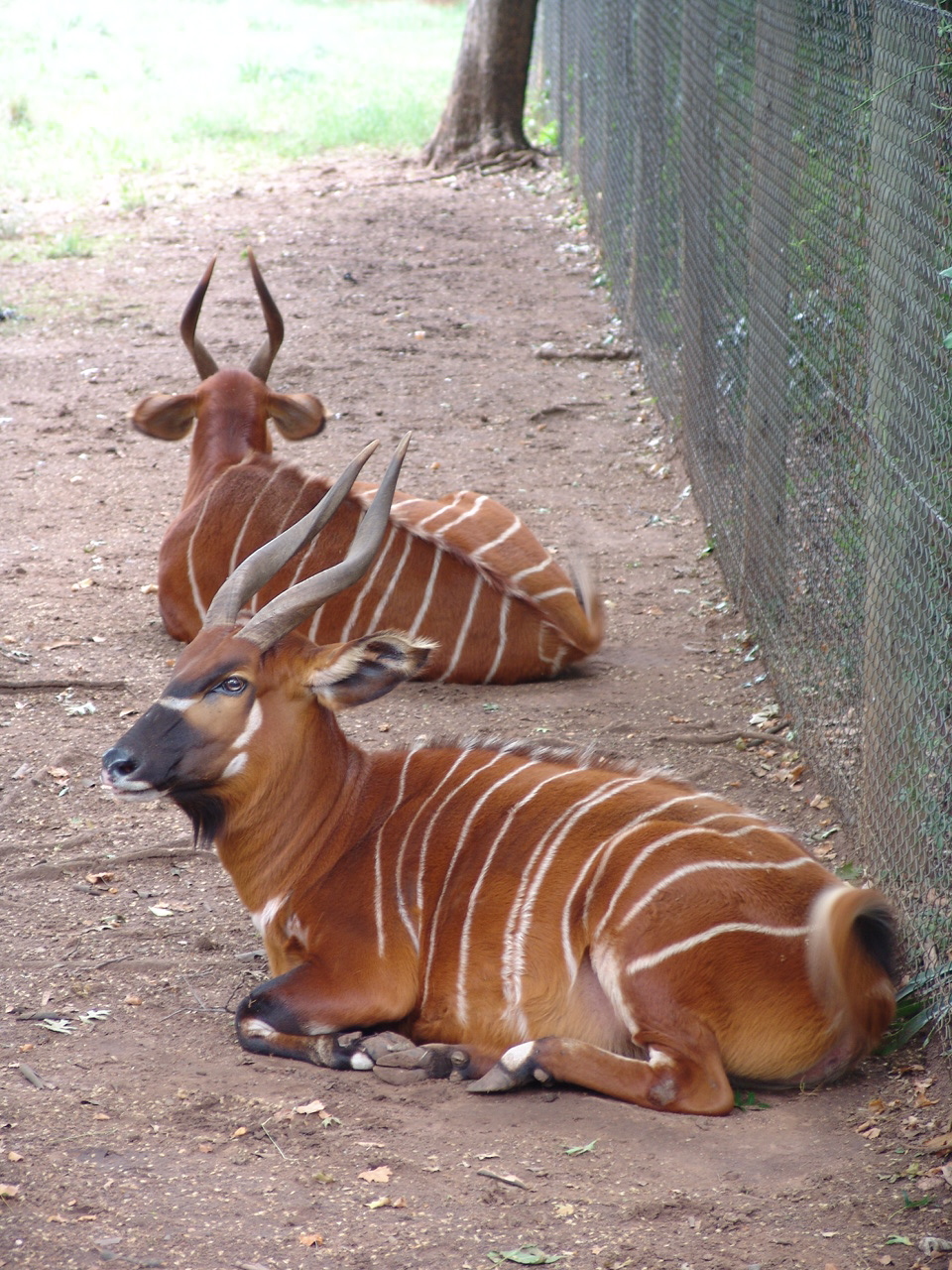 Eastern or Mountain Bongos (Tragelaphus eurycerus isaaci)