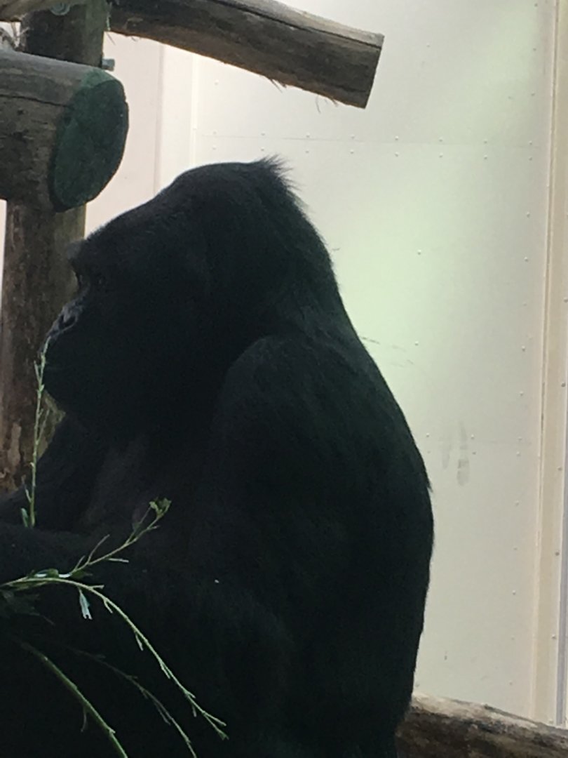 Eastern or western gorilla? Zoo Antwerpen 2019