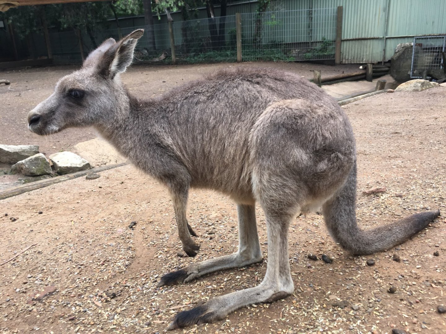 Eastern Or Western Gray Kangaroo?