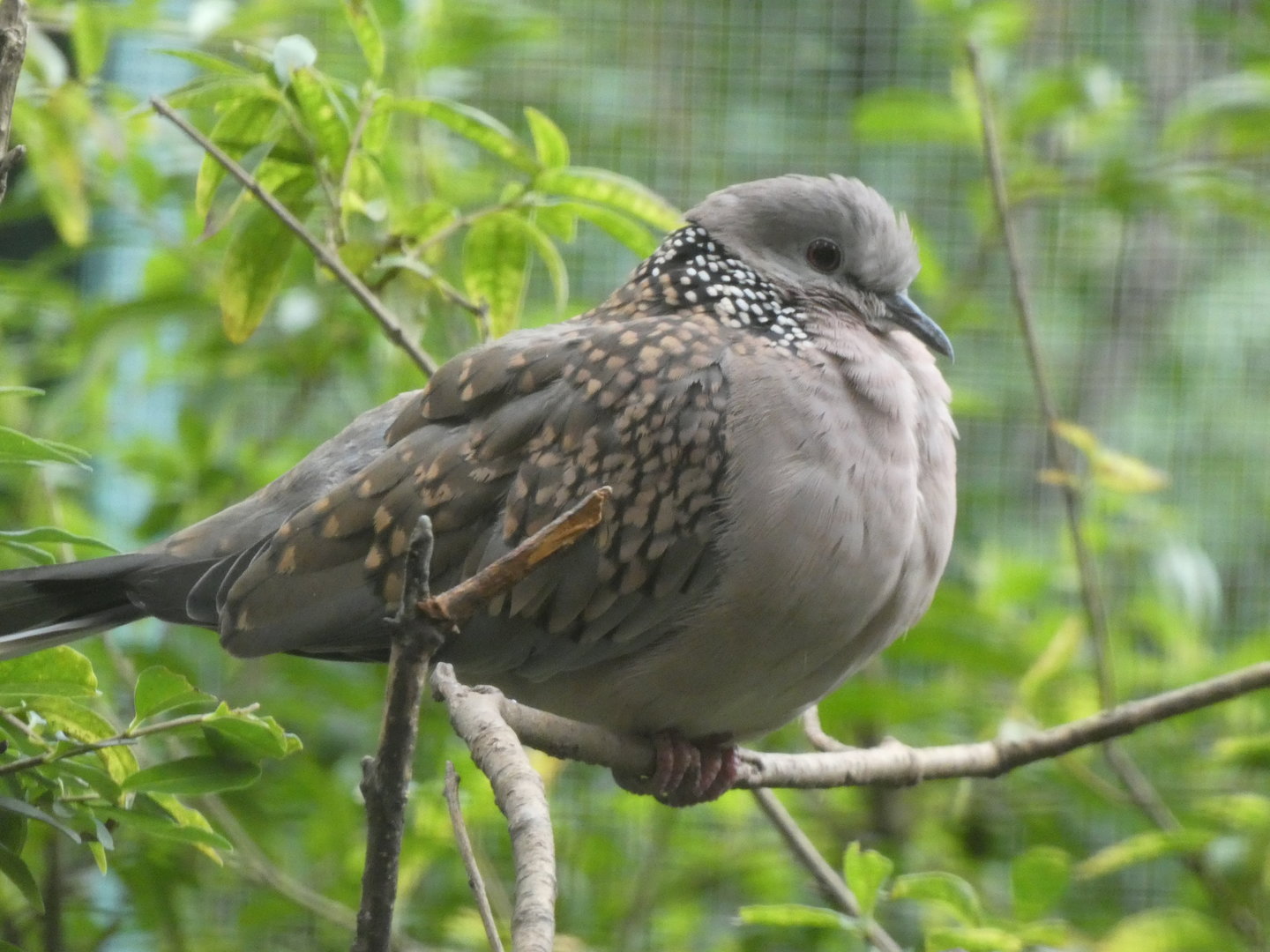Eastern or Western spotted dove? - Plzen Zoo