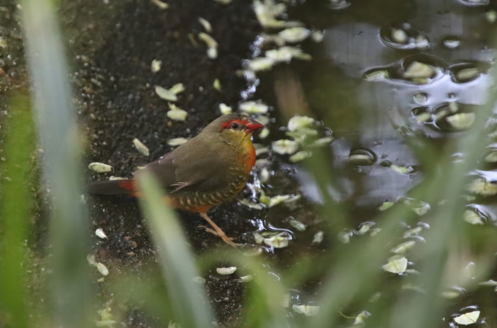 Eastern orange-breasted waxbill (Amandava subflava subflava)