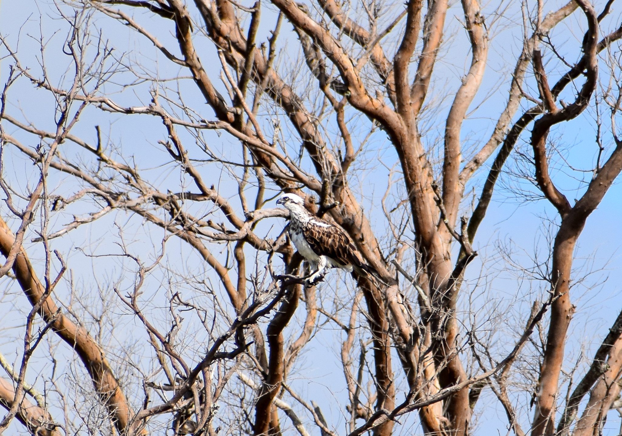 Eastern Osprey (Pandion cristatus)