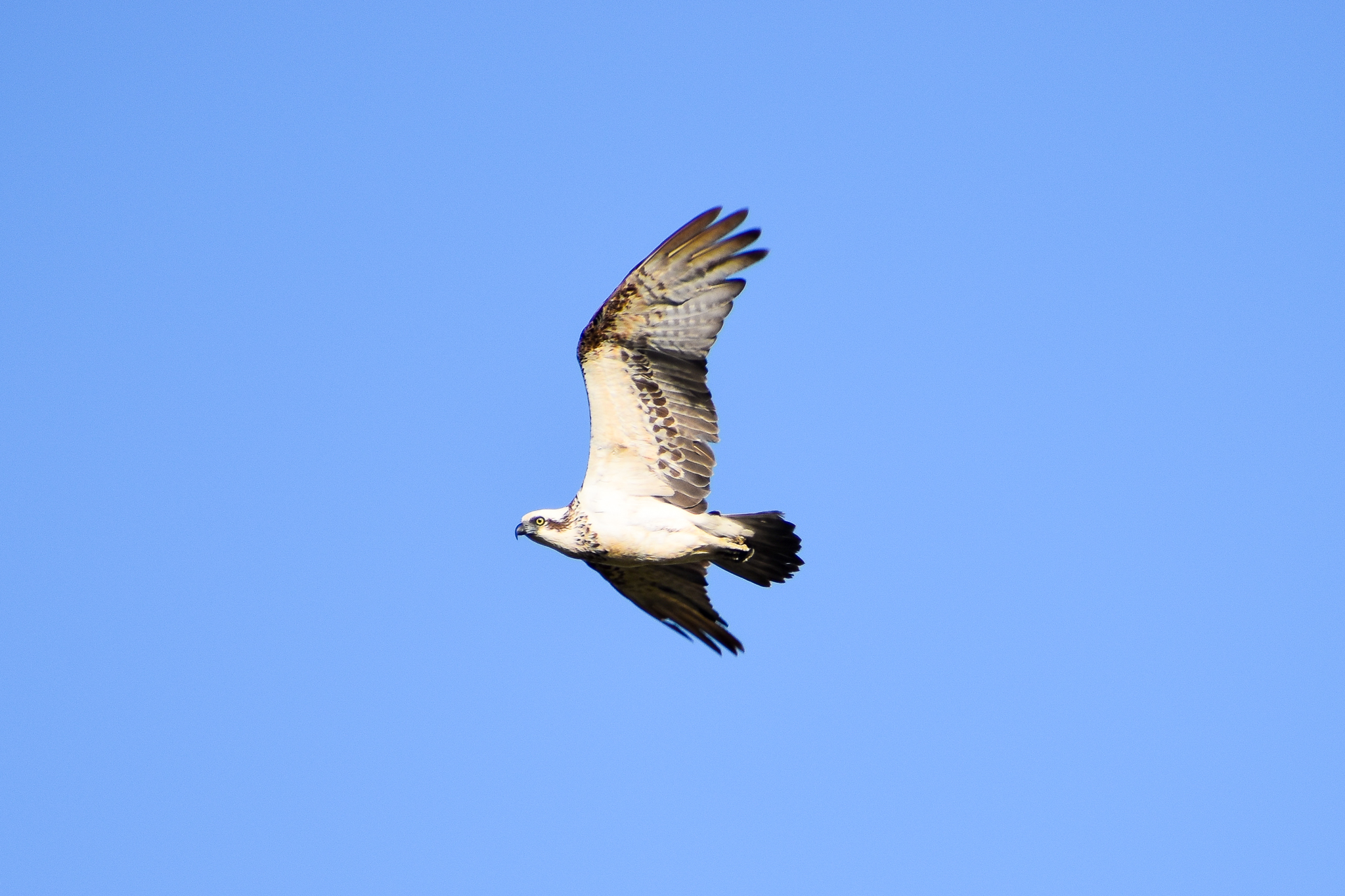 Eastern Osprey (Pandion cristatus)