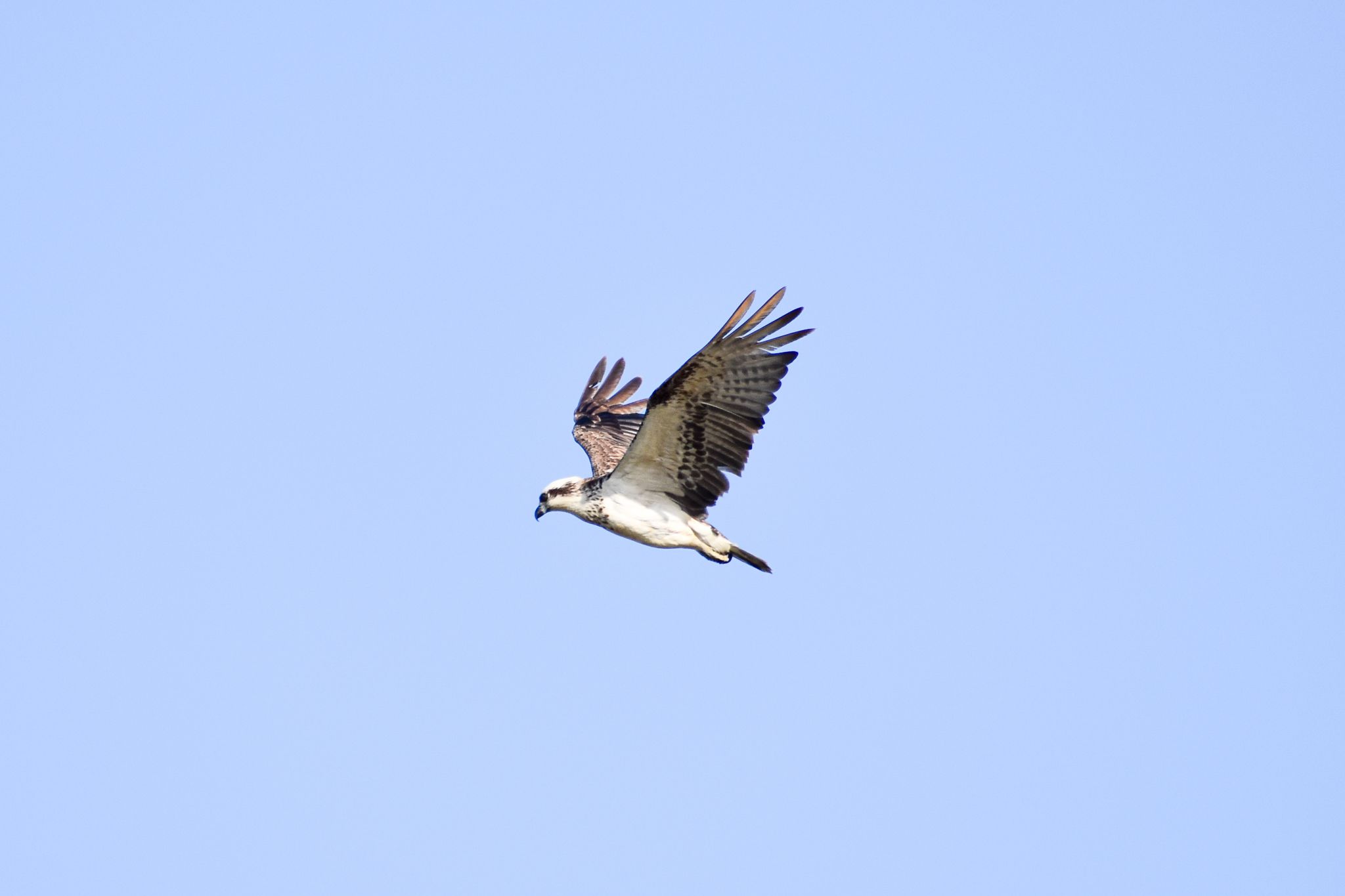 Eastern Osprey (Pandion cristatus)