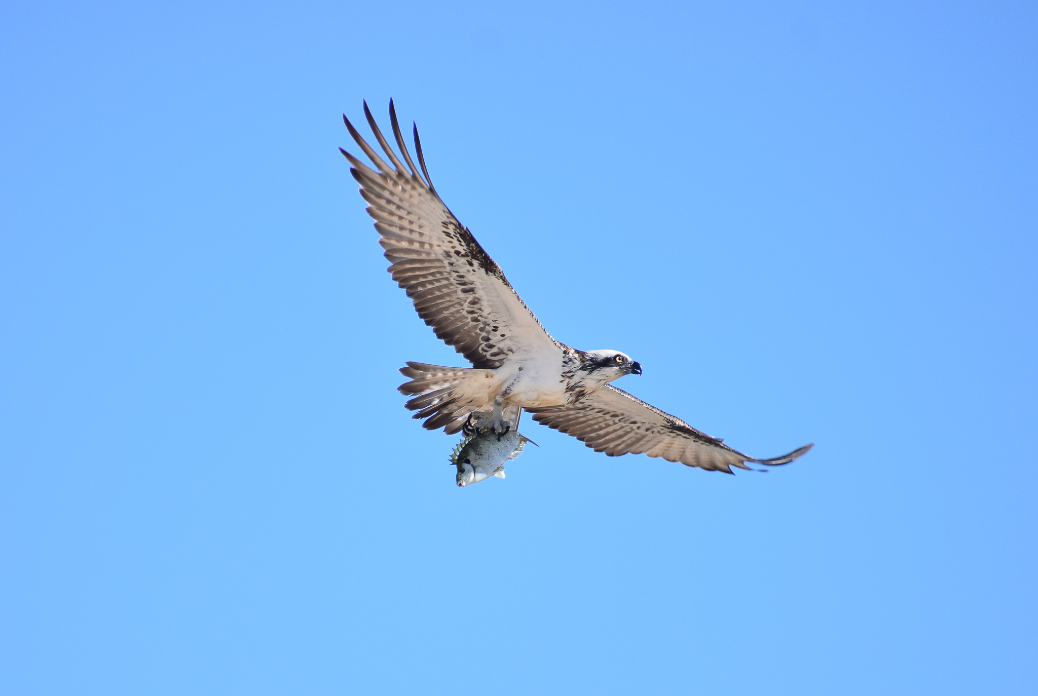 Eastern Osprey with Dusky Rabbitfish