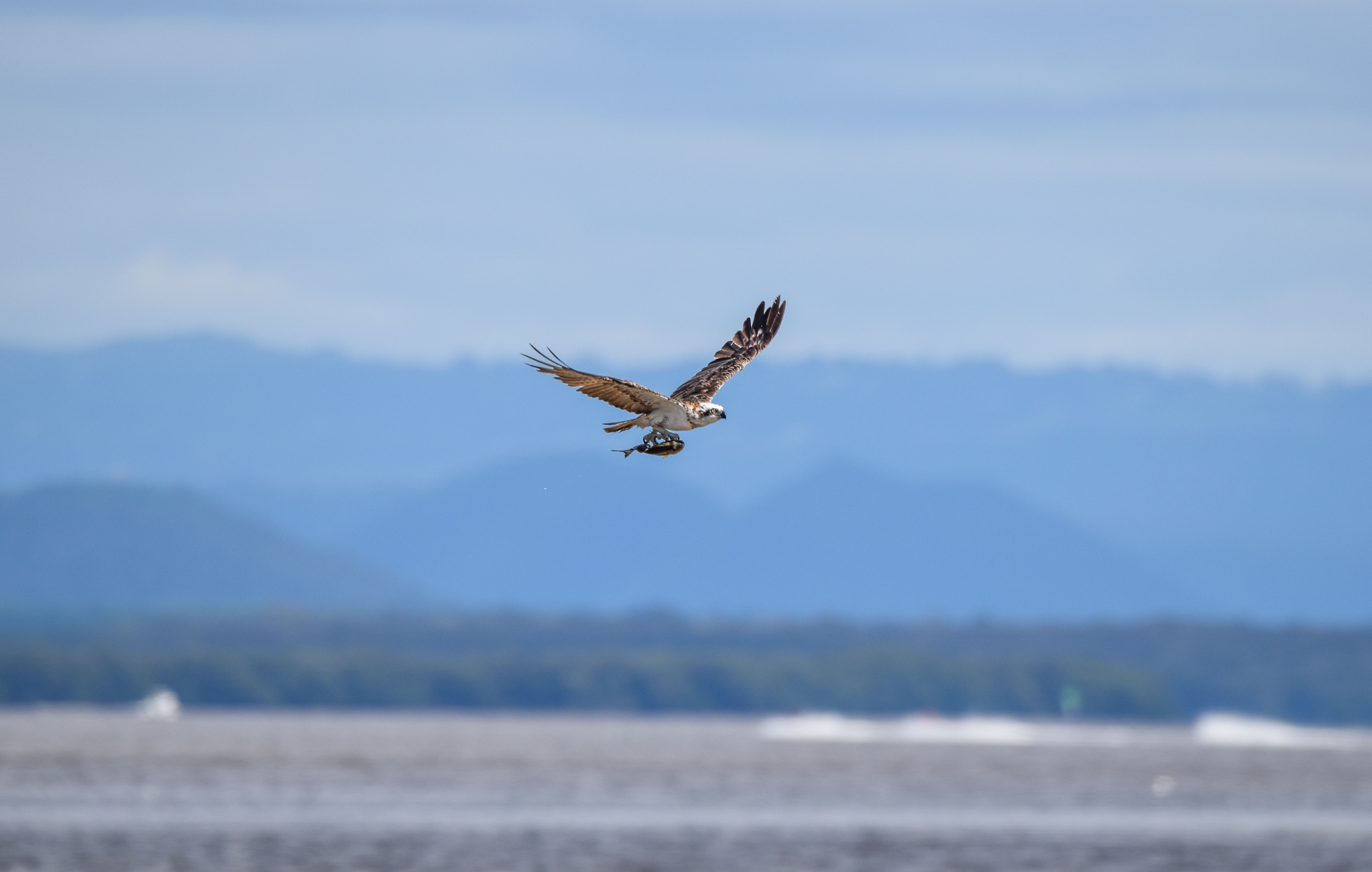 Eastern Osprey with fish