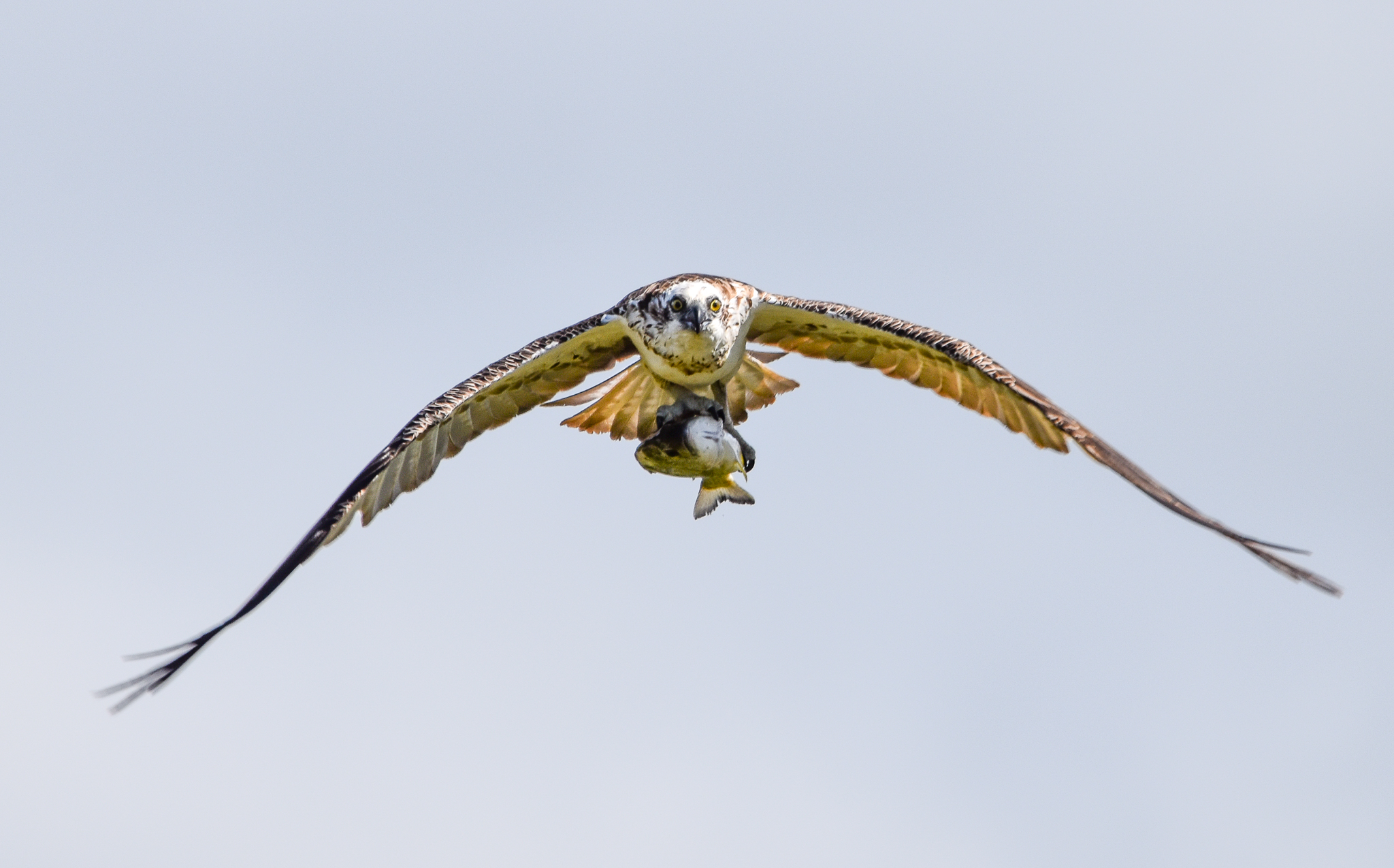 Eastern Osprey with fish