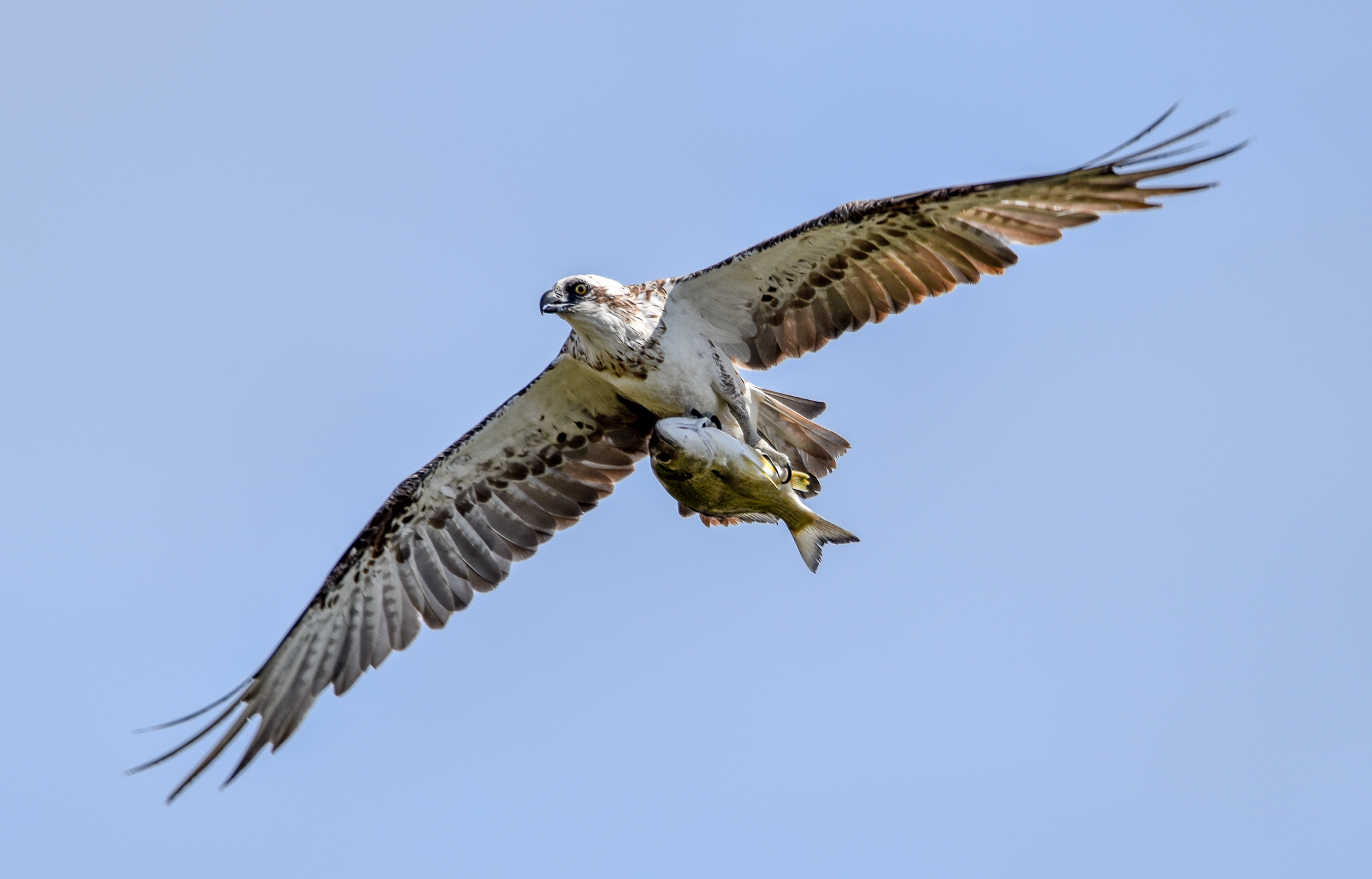 Eastern Osprey with fish