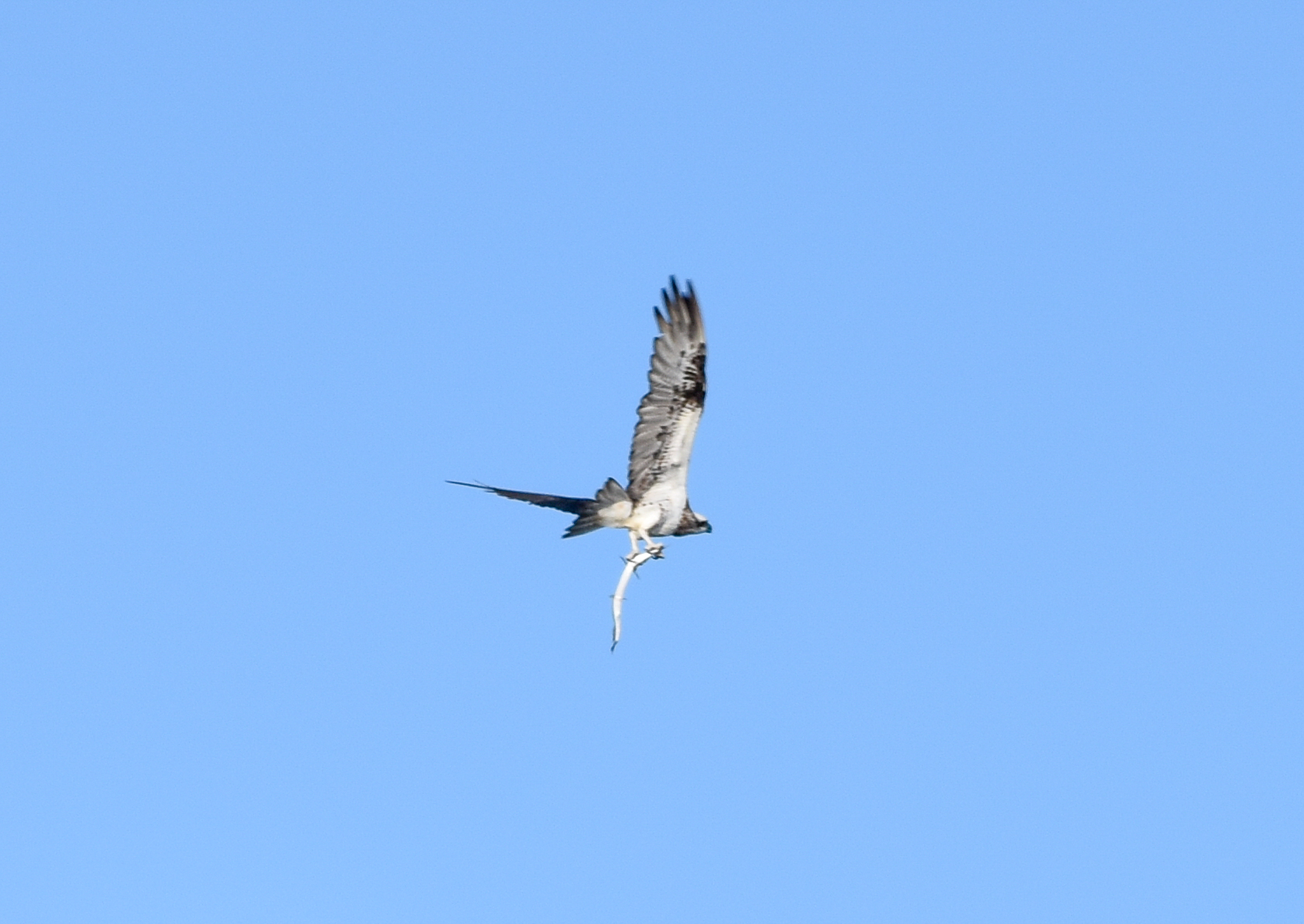Eastern Osprey with prey