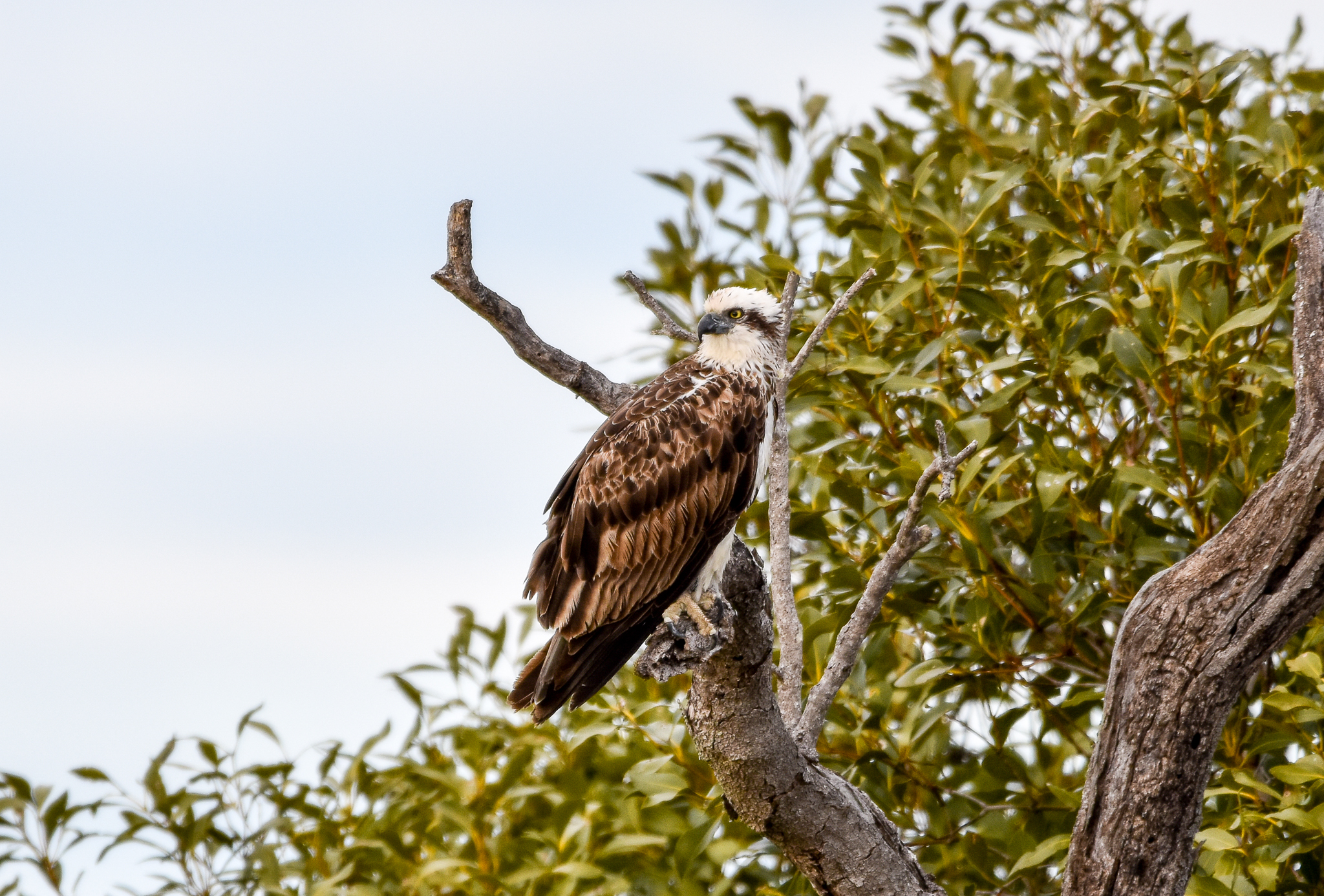 Eastern Osprey