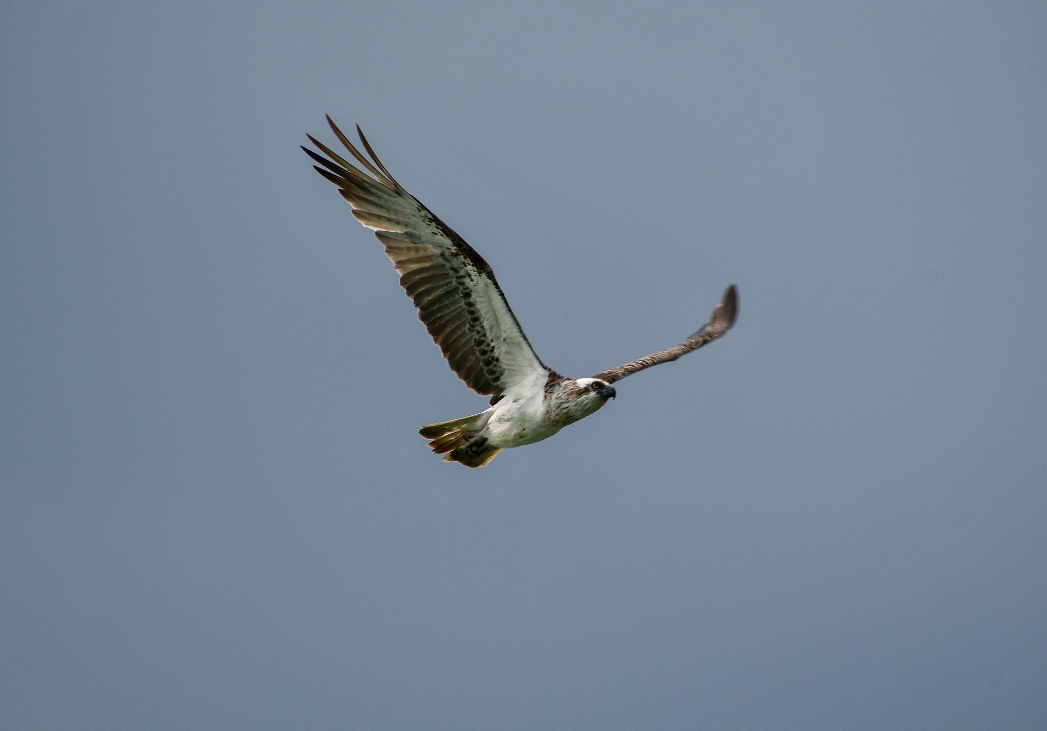 Eastern Osprey