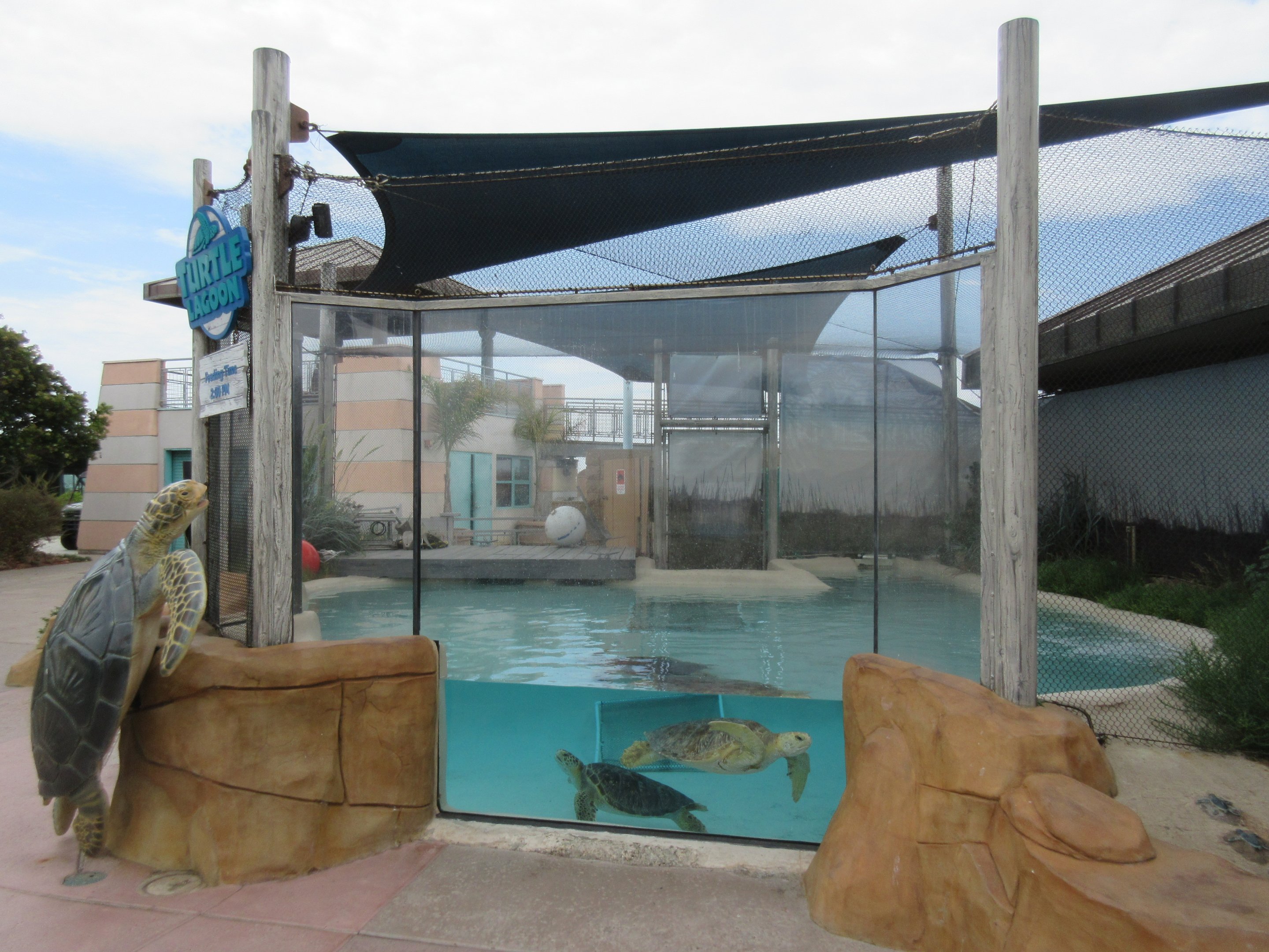 Eastern Pacific Green Sea Turtle Exhibit - outdoors