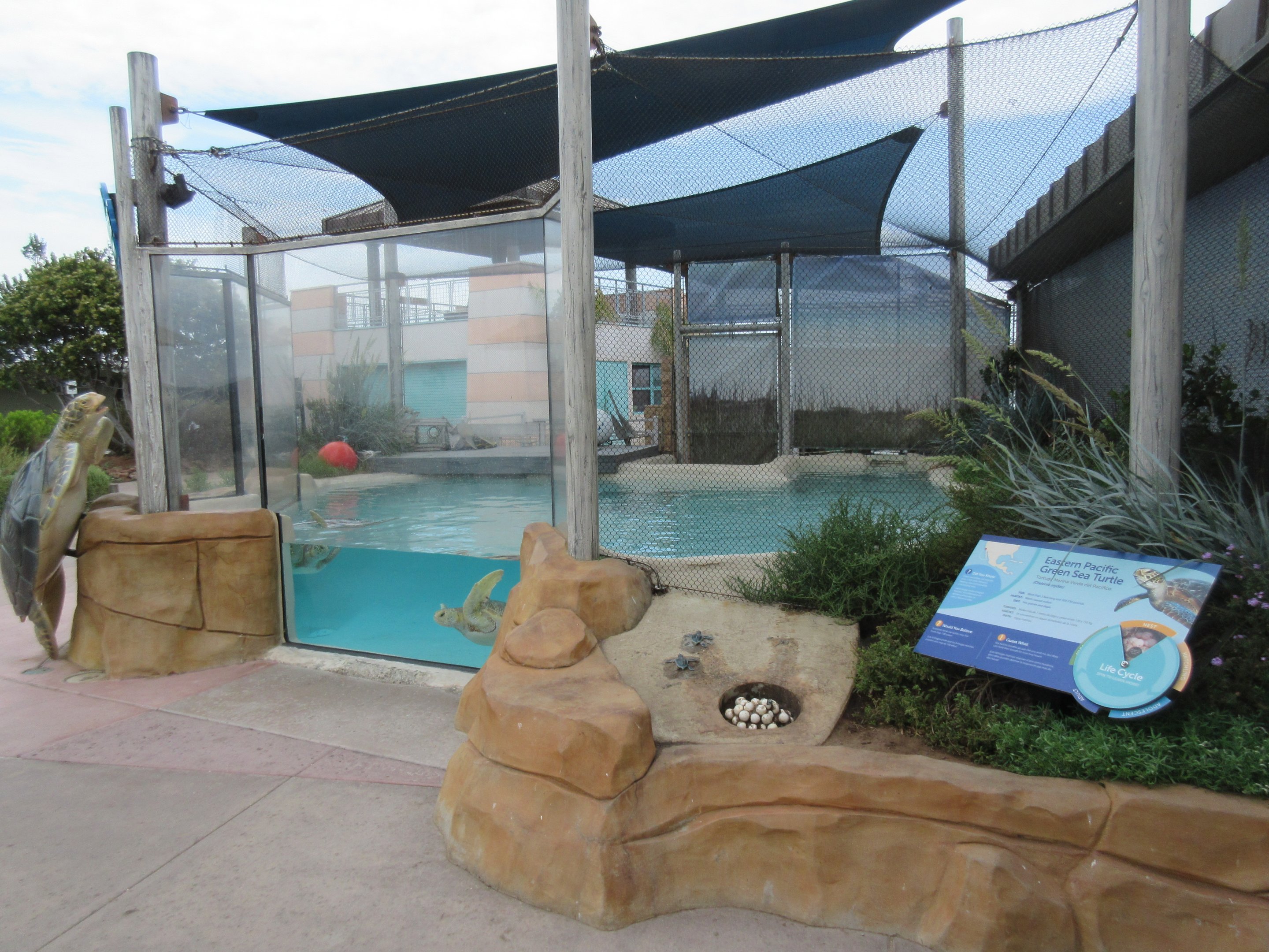 Eastern Pacific Green Sea Turtle Exhibit - outdoors