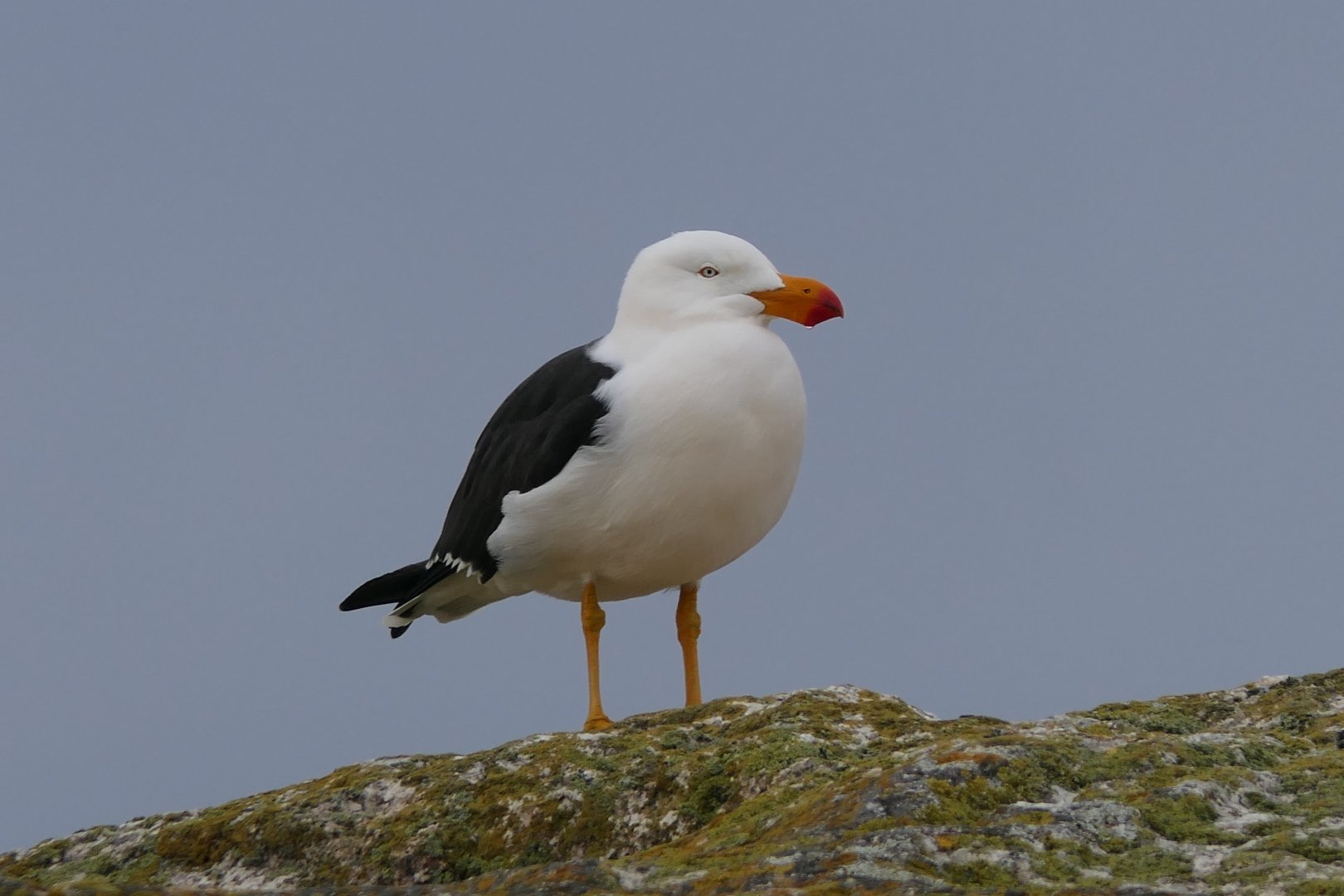 Eastern Pacific Gull (Larus pacificus pacificus)