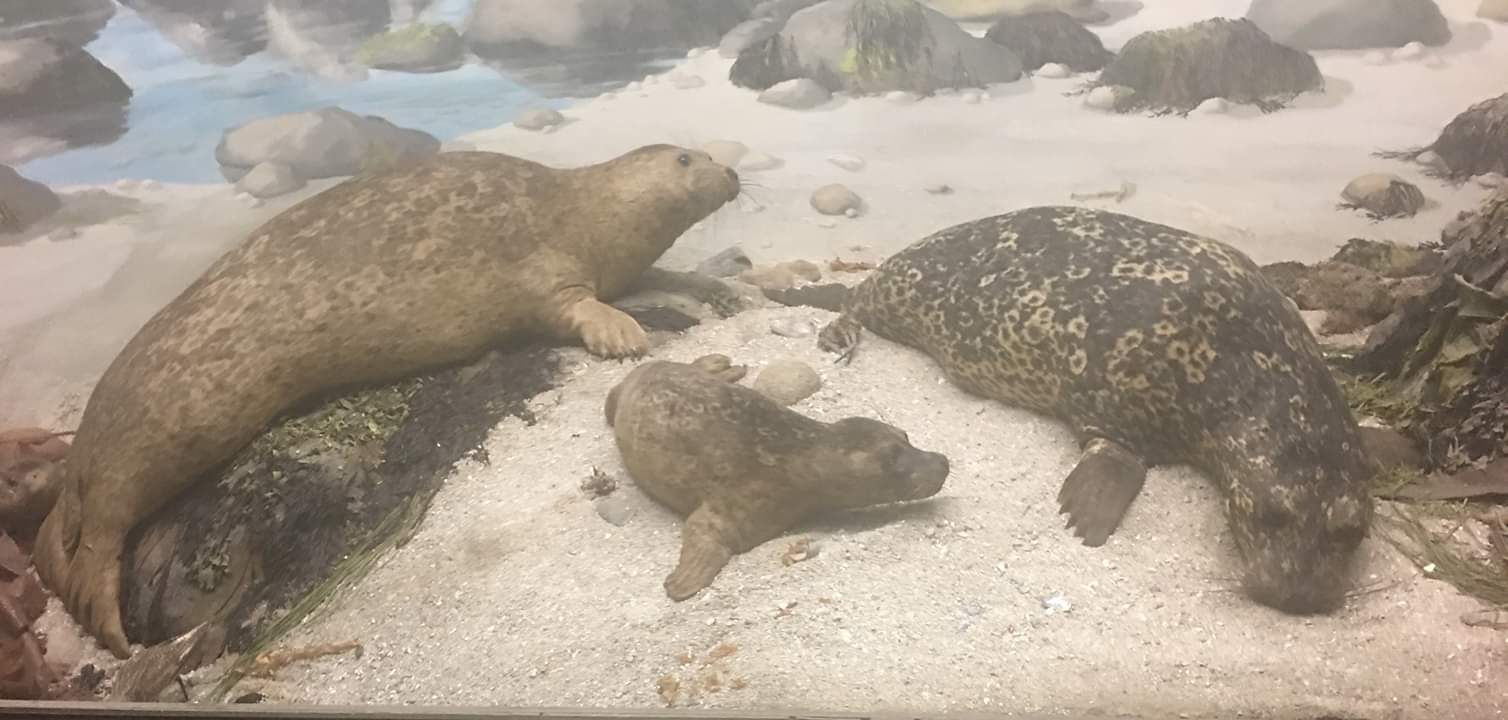 Eastern pacific harbor seal (Phoca vitulina richardii)