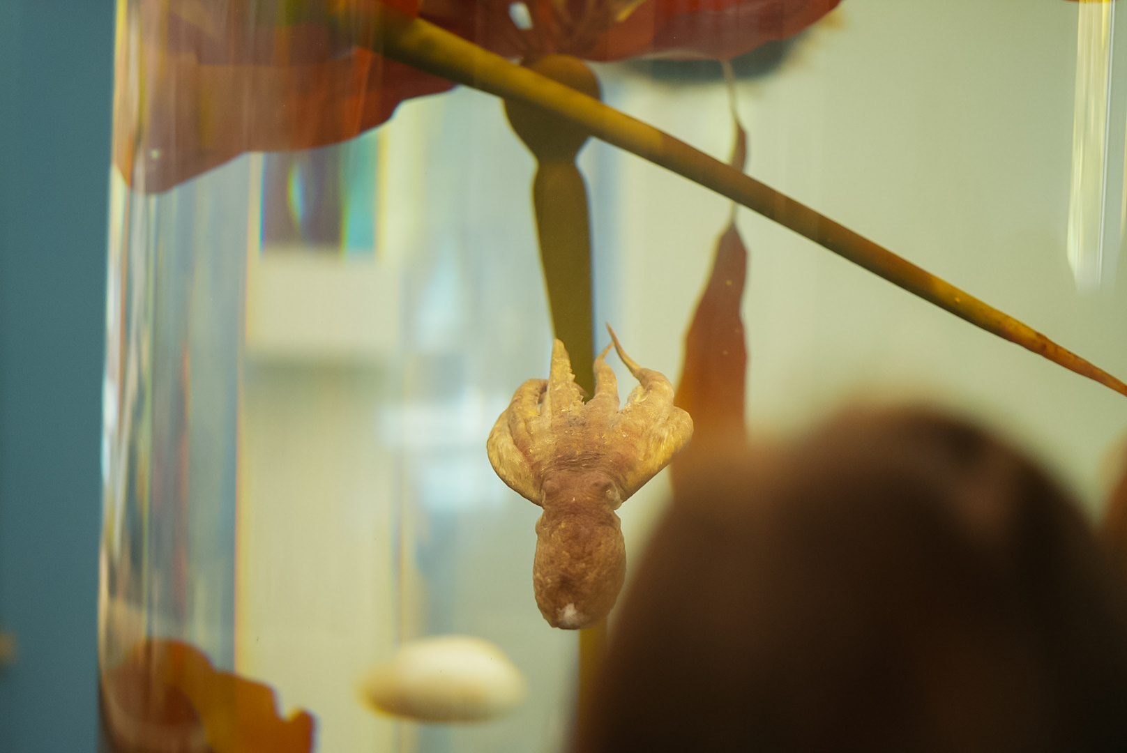 Eastern Pacific Red Octopus