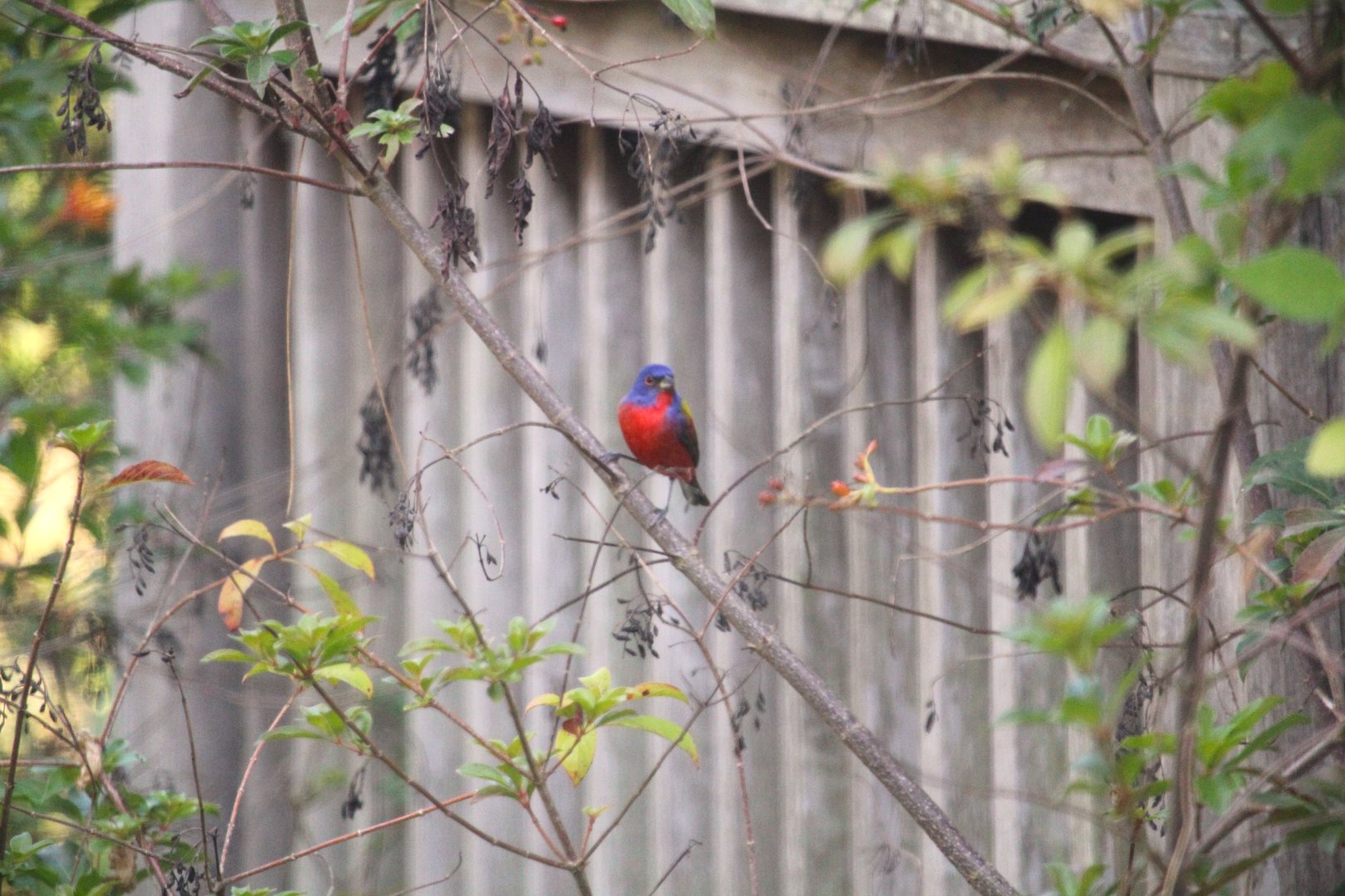 Eastern Painted Bunting